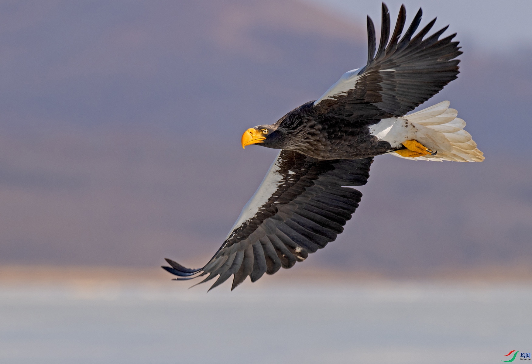 _DSC6696.jpg=.jpg