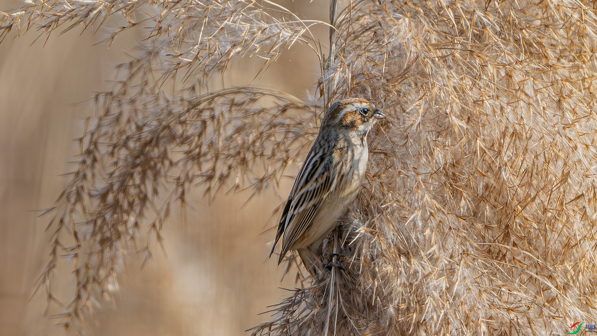 DSC_8092-����ǿ-NR ����.jpg