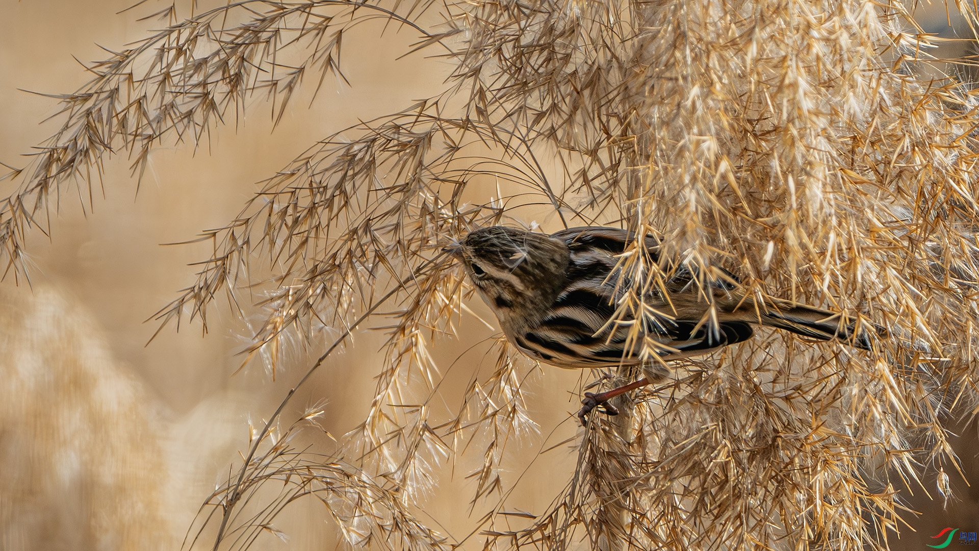 DSC_8104-����ǿ-NR ����.jpg