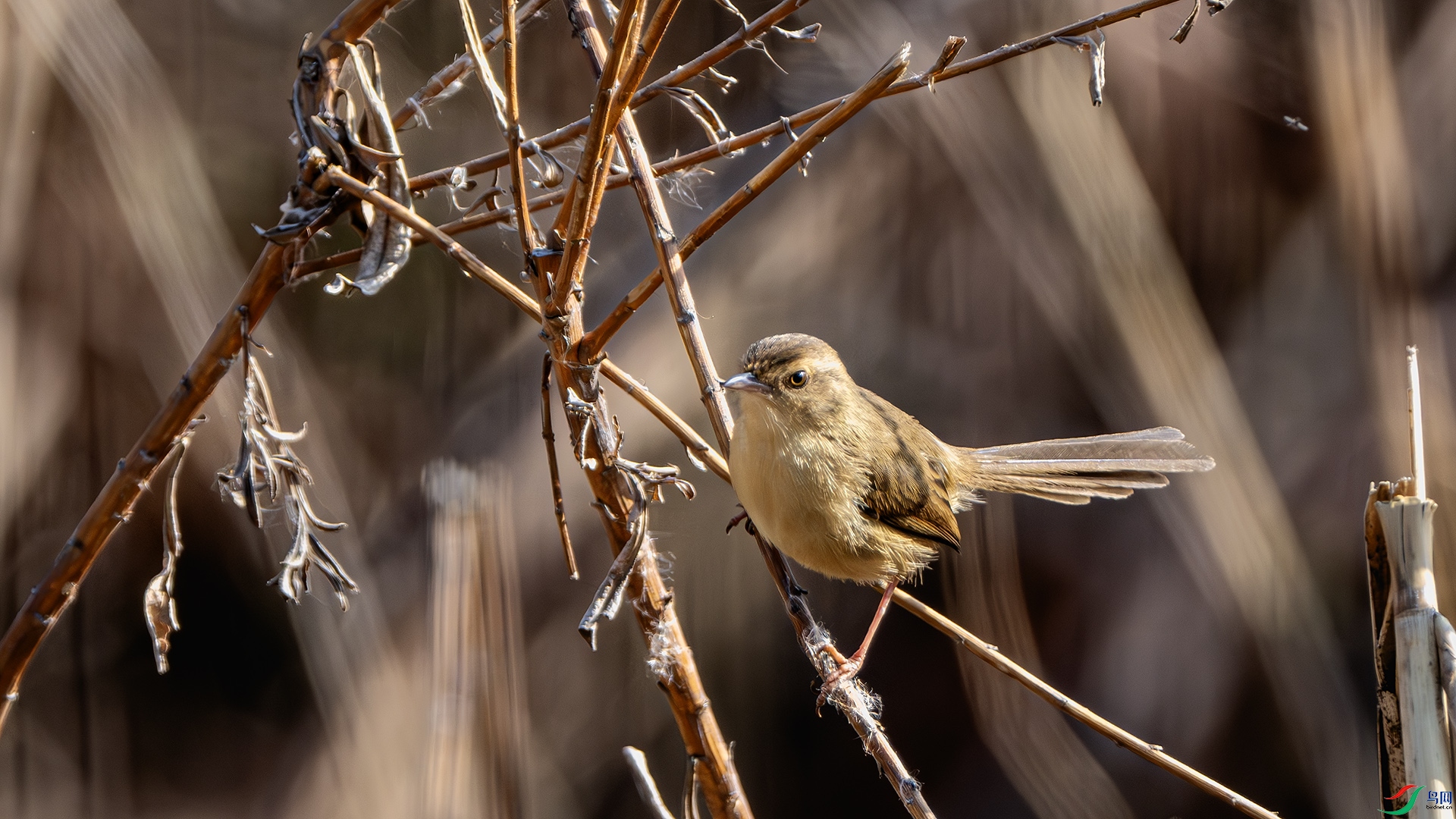 DSC_8145-����ǿ-NR ����.jpg