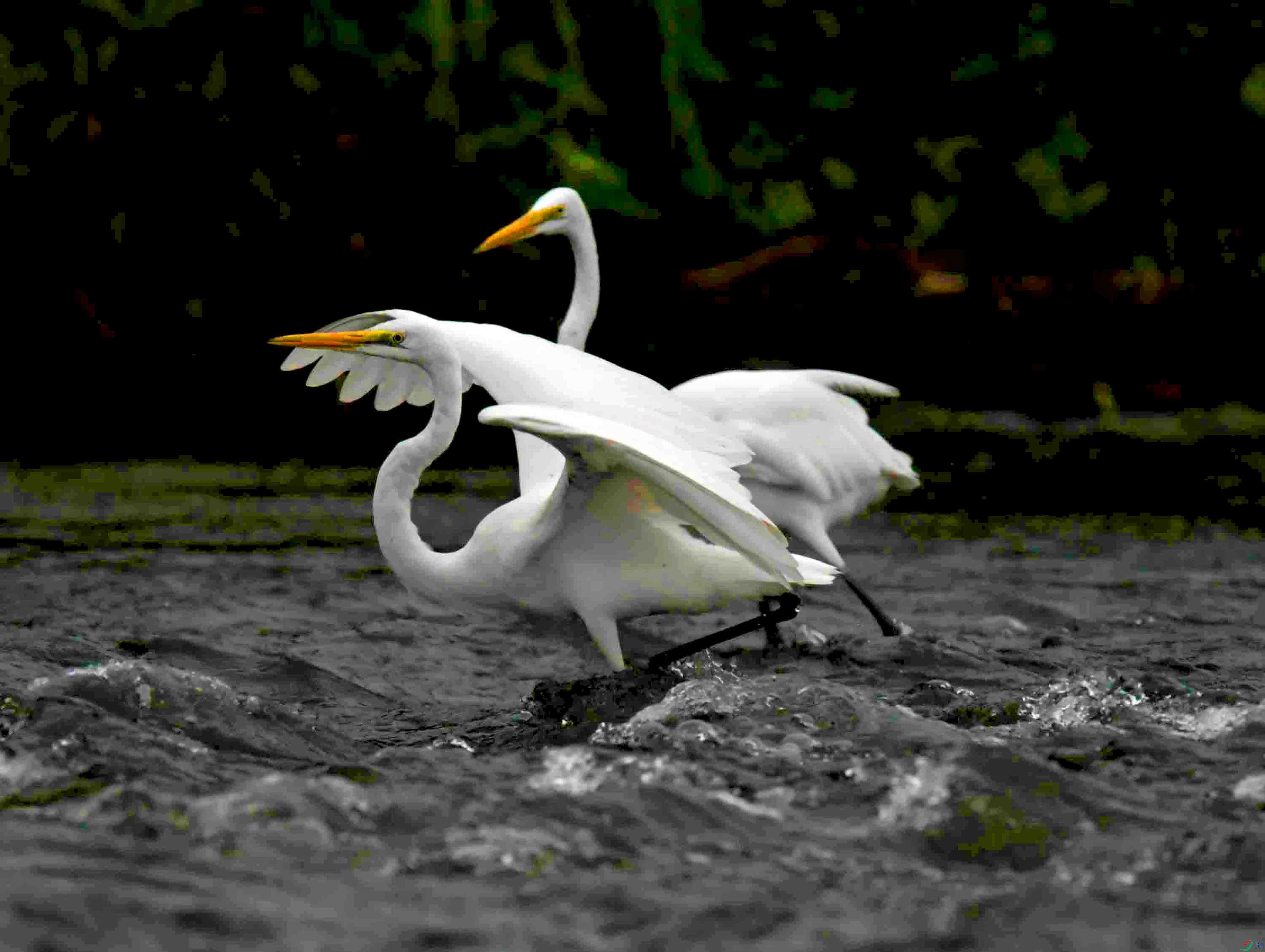 DSC_8204.JPG