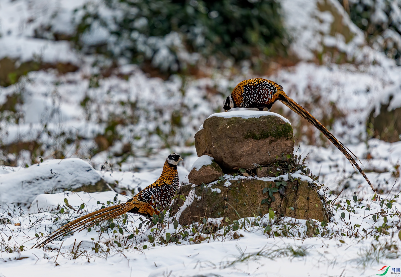 DSC_5538-11.jpg