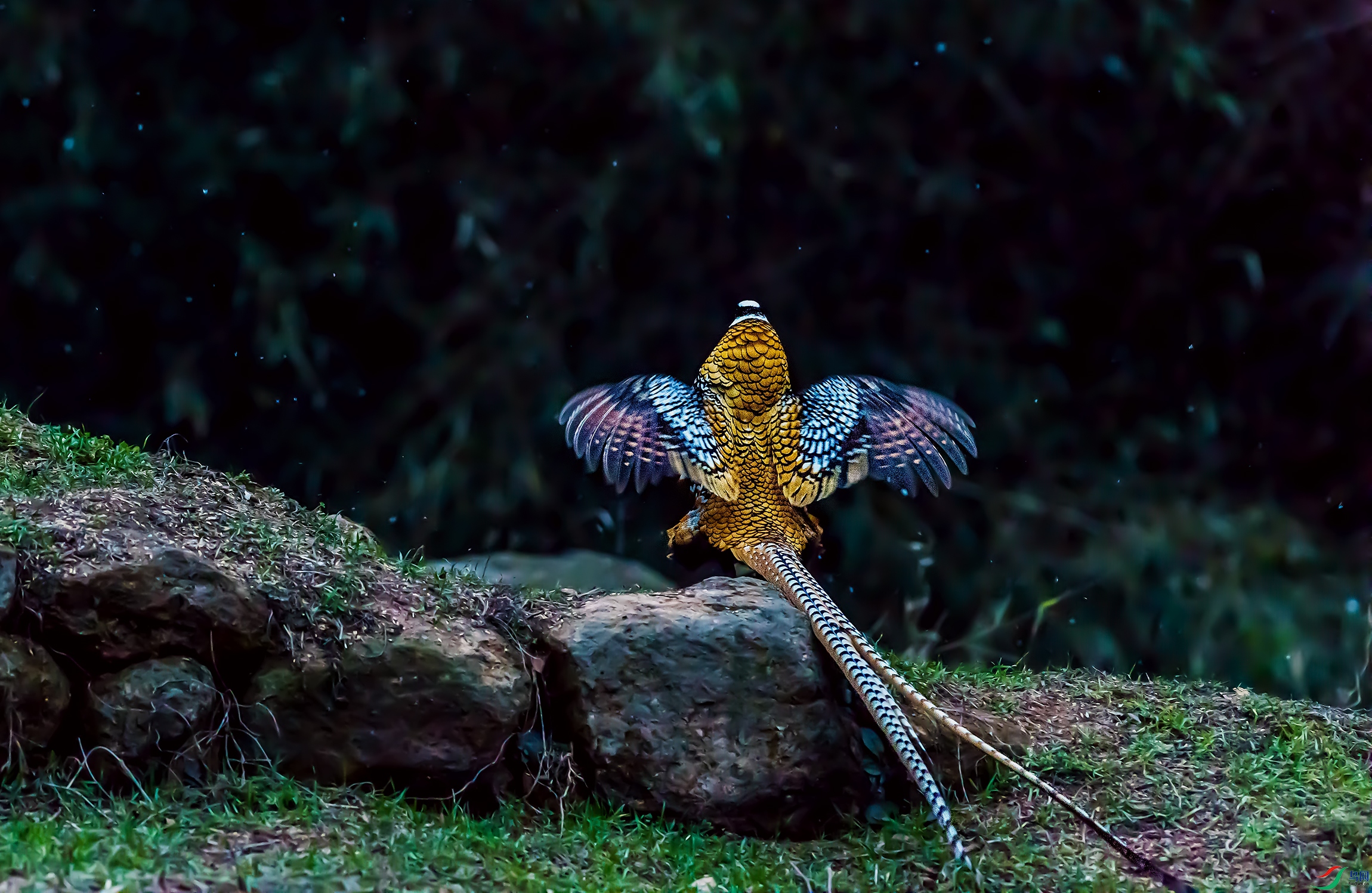 DSC_4810a.jpg
