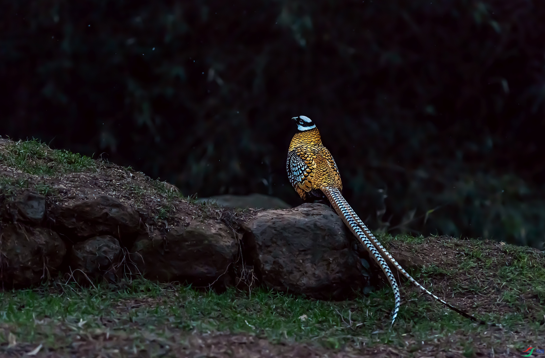 DSC_4818a.jpg