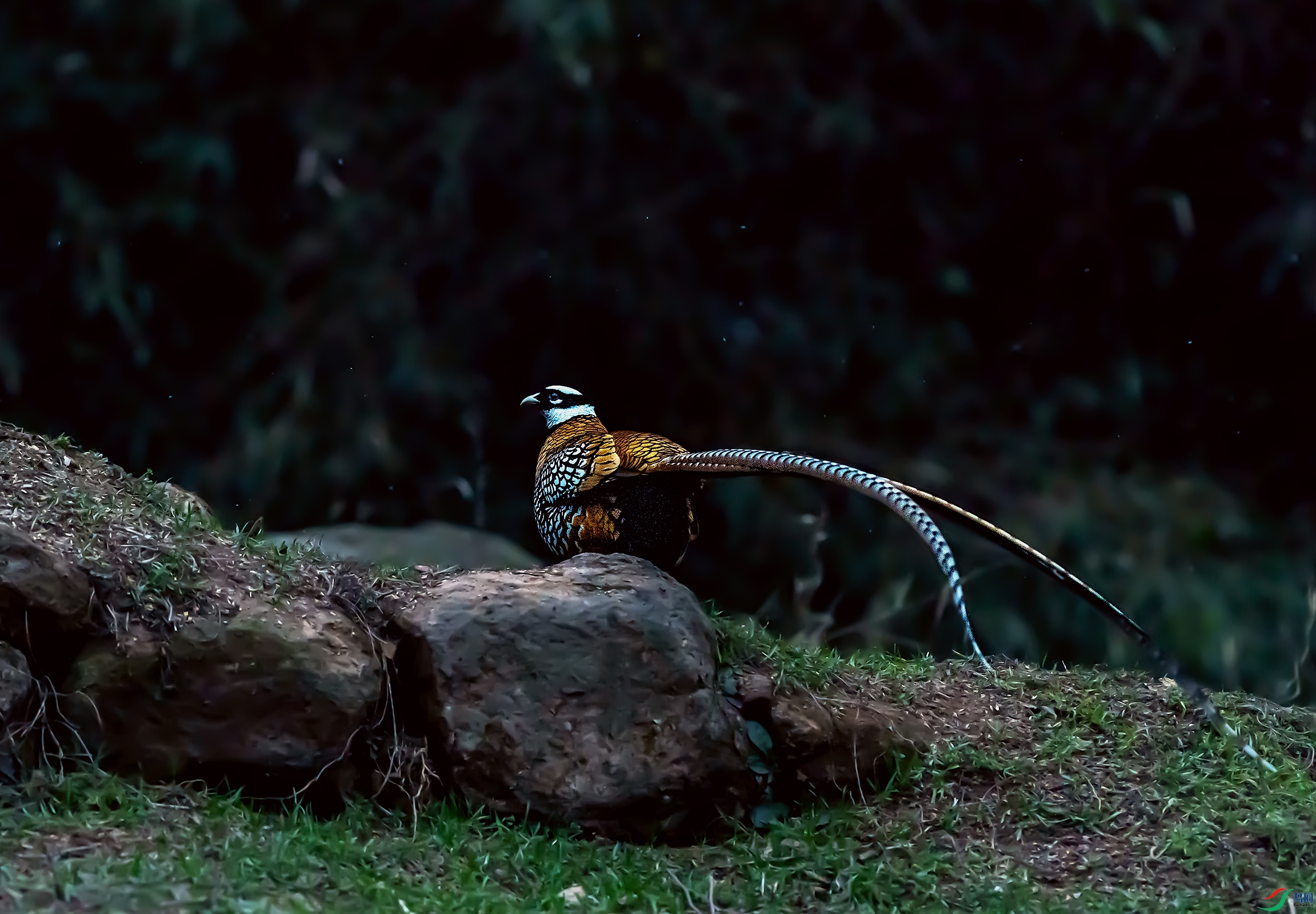 DSC_4828a.jpg