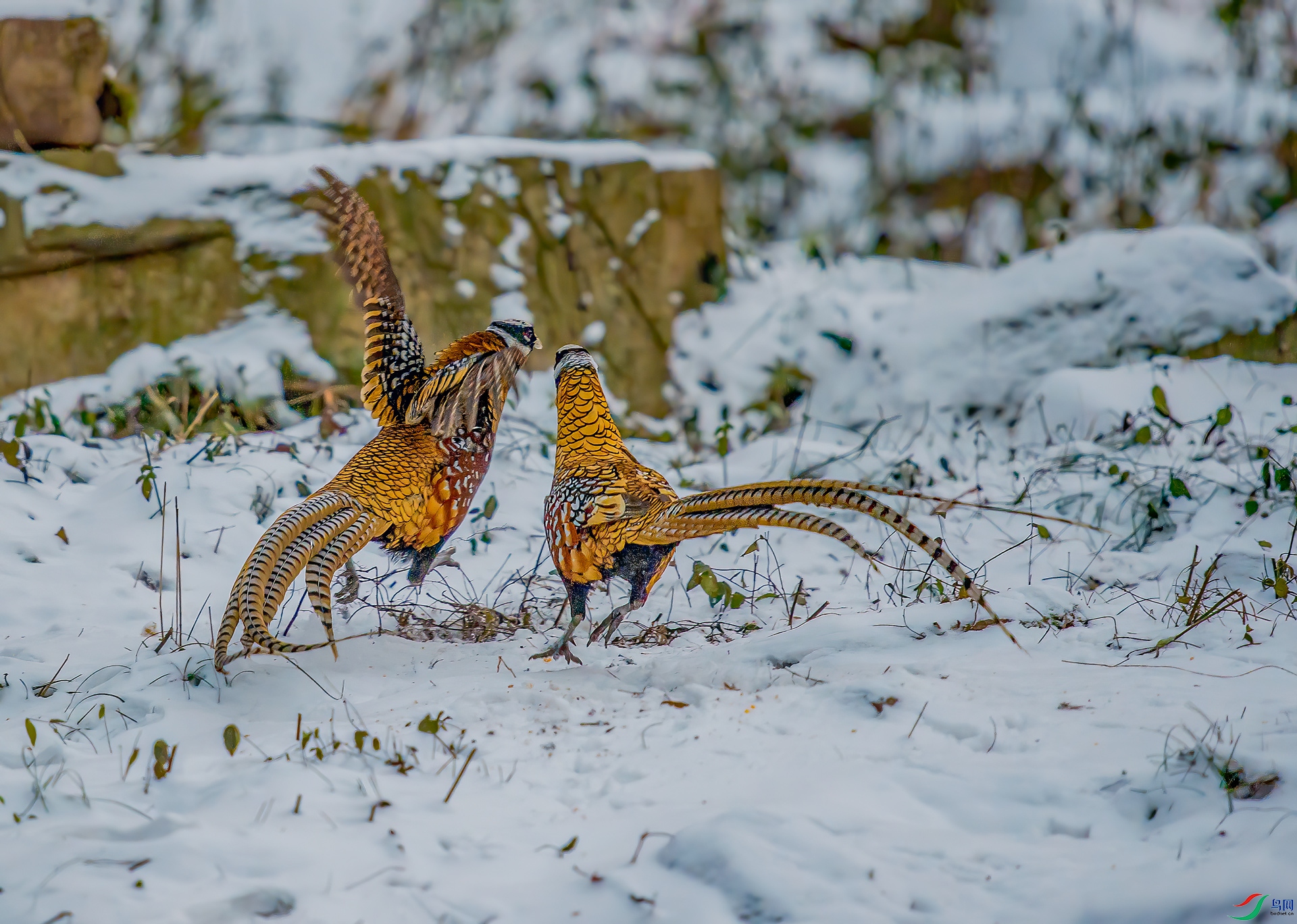 DSC_6413.jpg