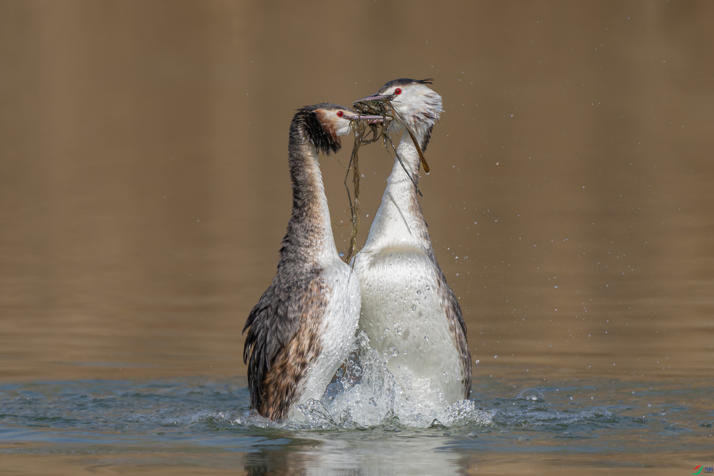 DSC08546.jpg