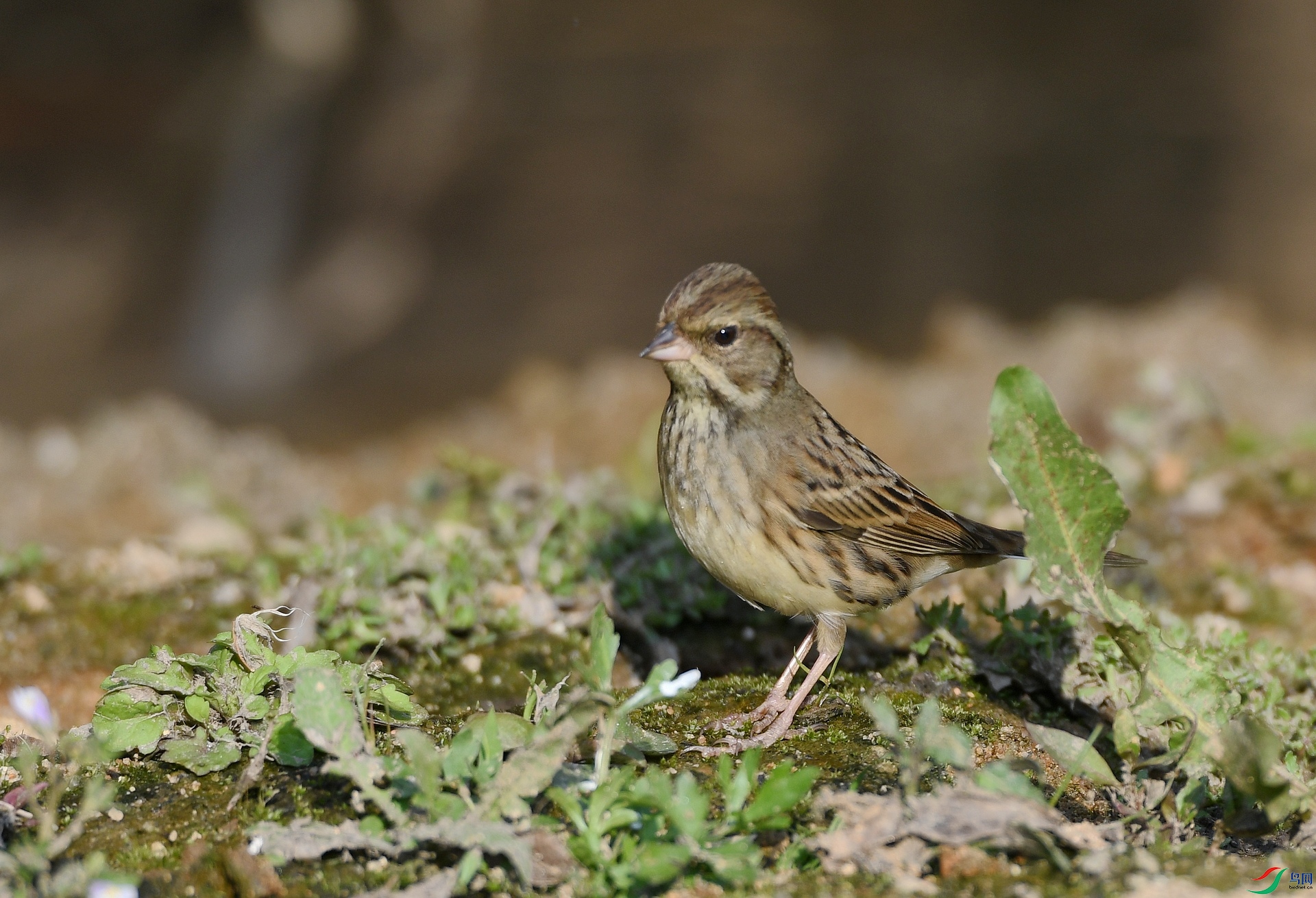 DSC_6233.jpg