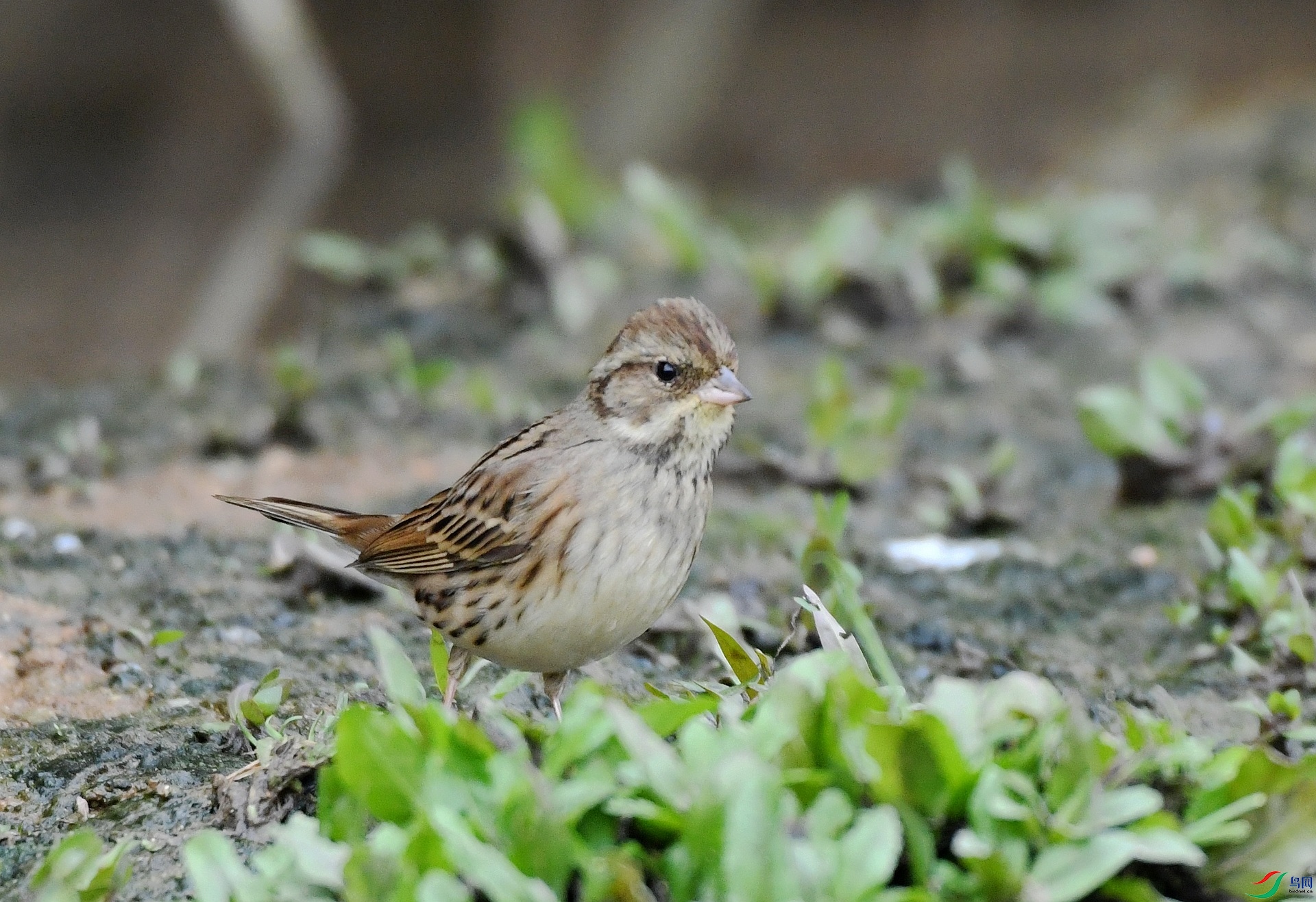 DSC_2426.jpg