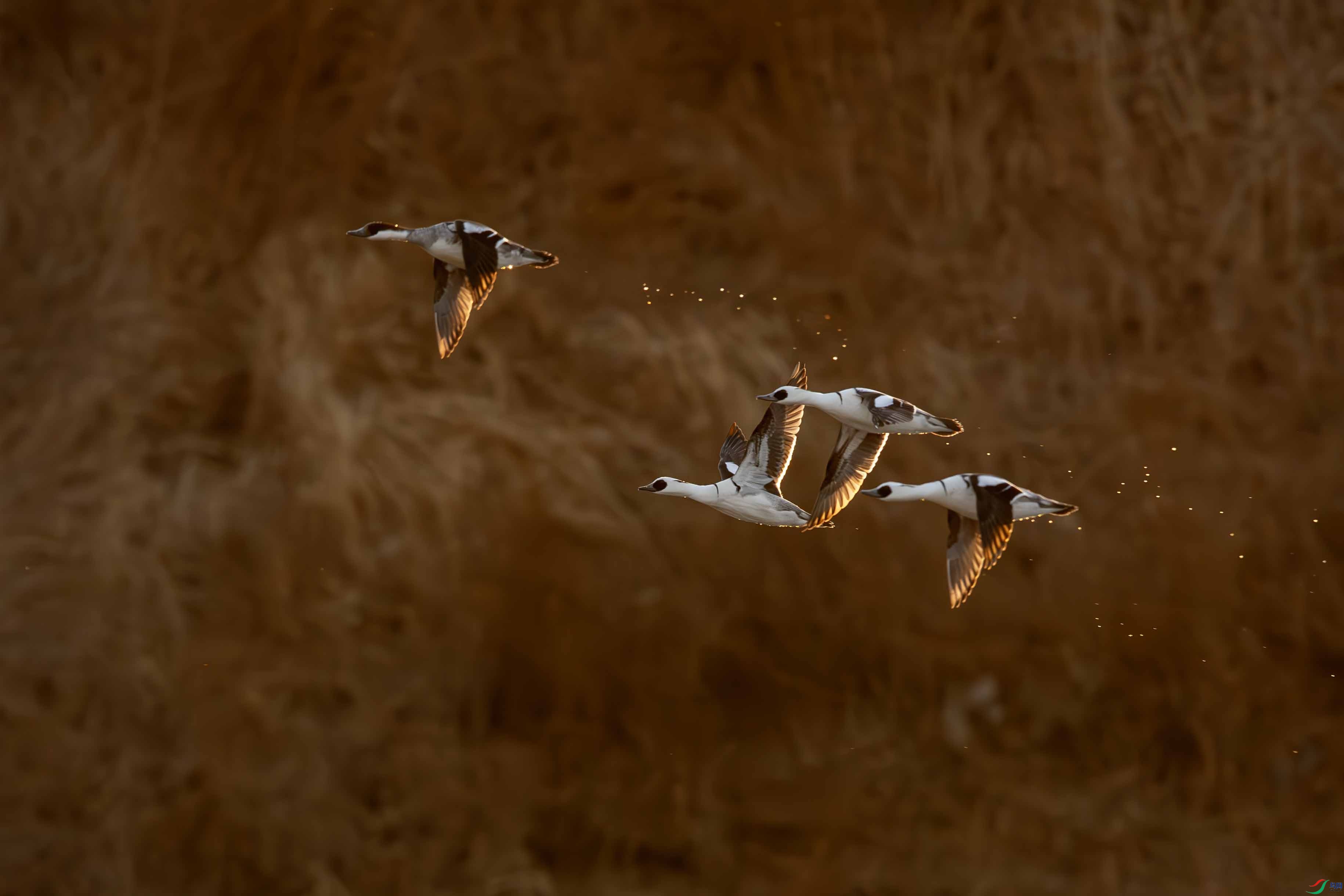 _LYF8826-����ǿ-NR ����.jpg