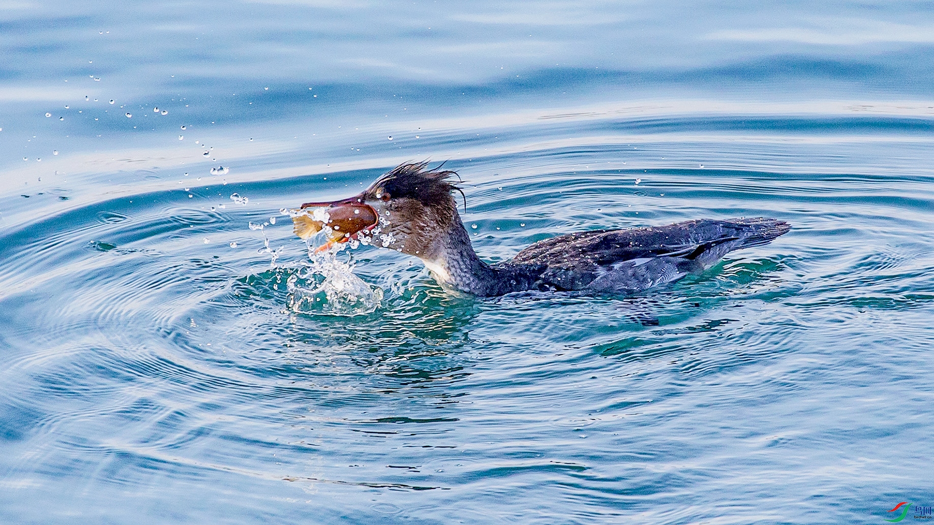 _MG_6104 ����.jpg