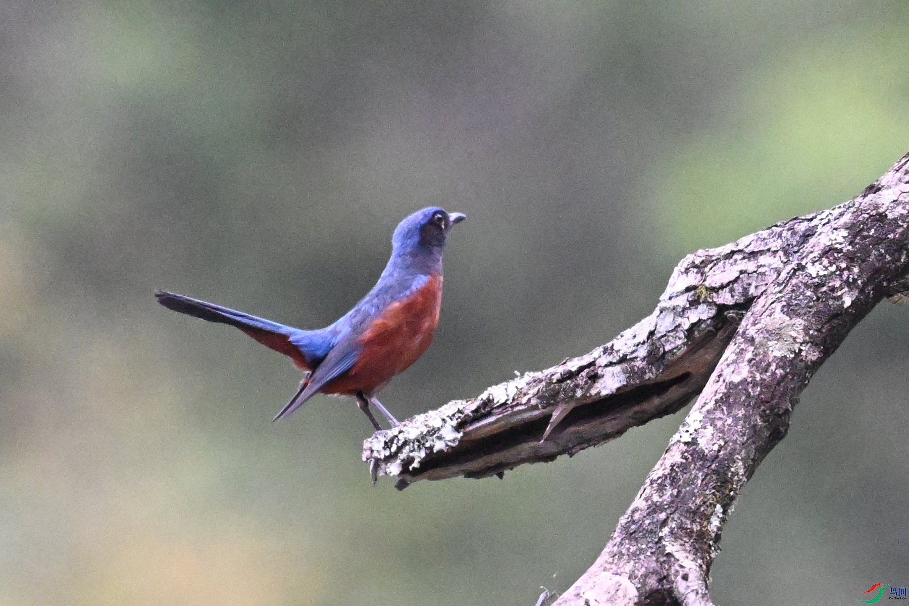 DSC_1894.JPG