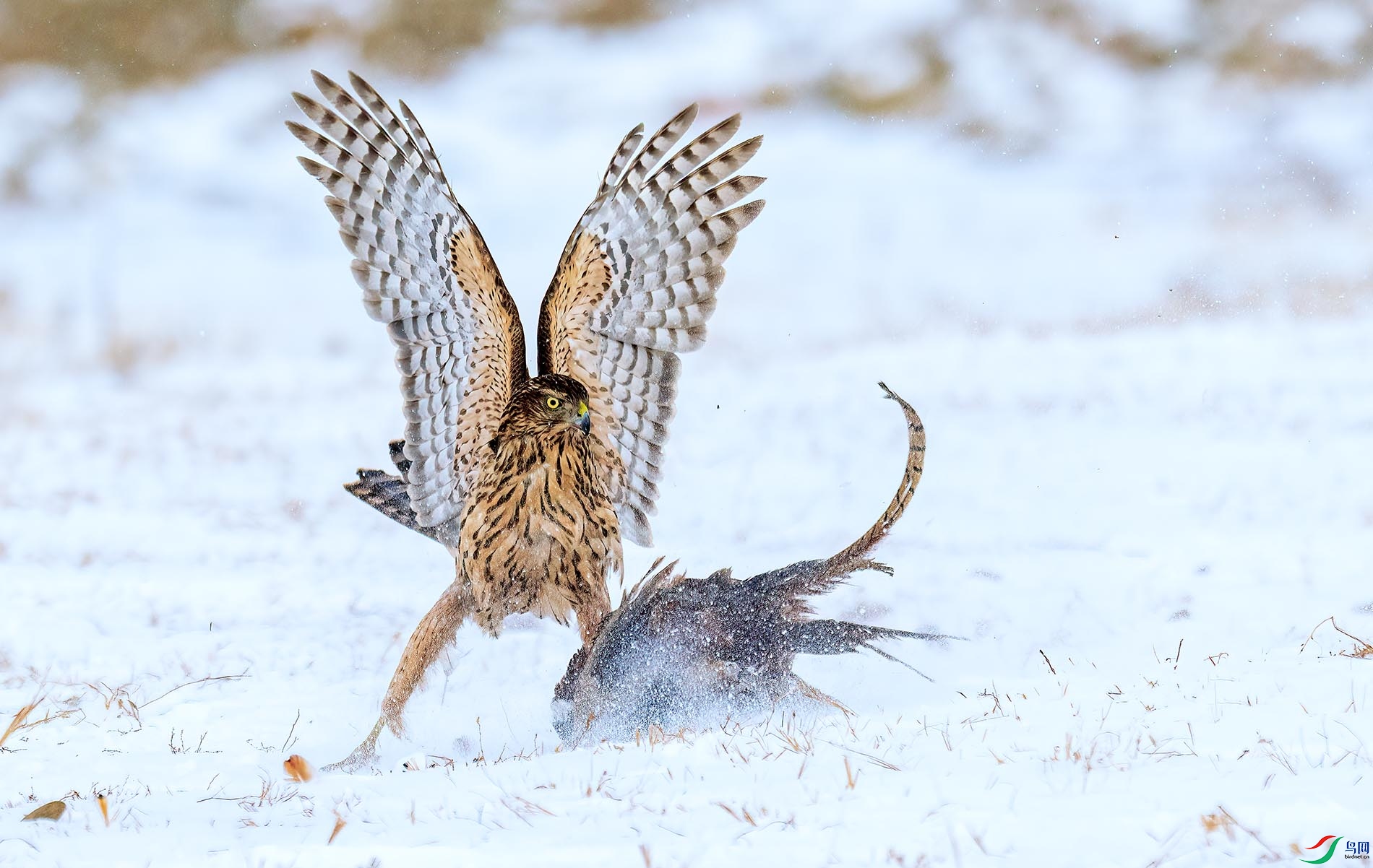 ѩҰ���桤��ӥ����