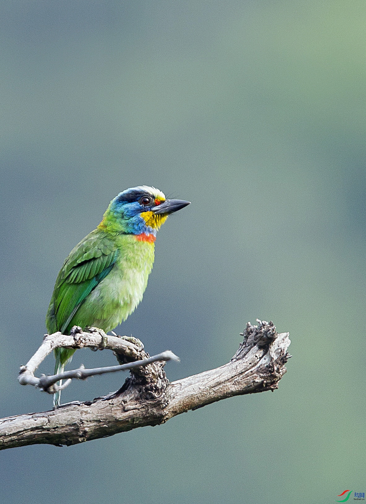 ����Ư��