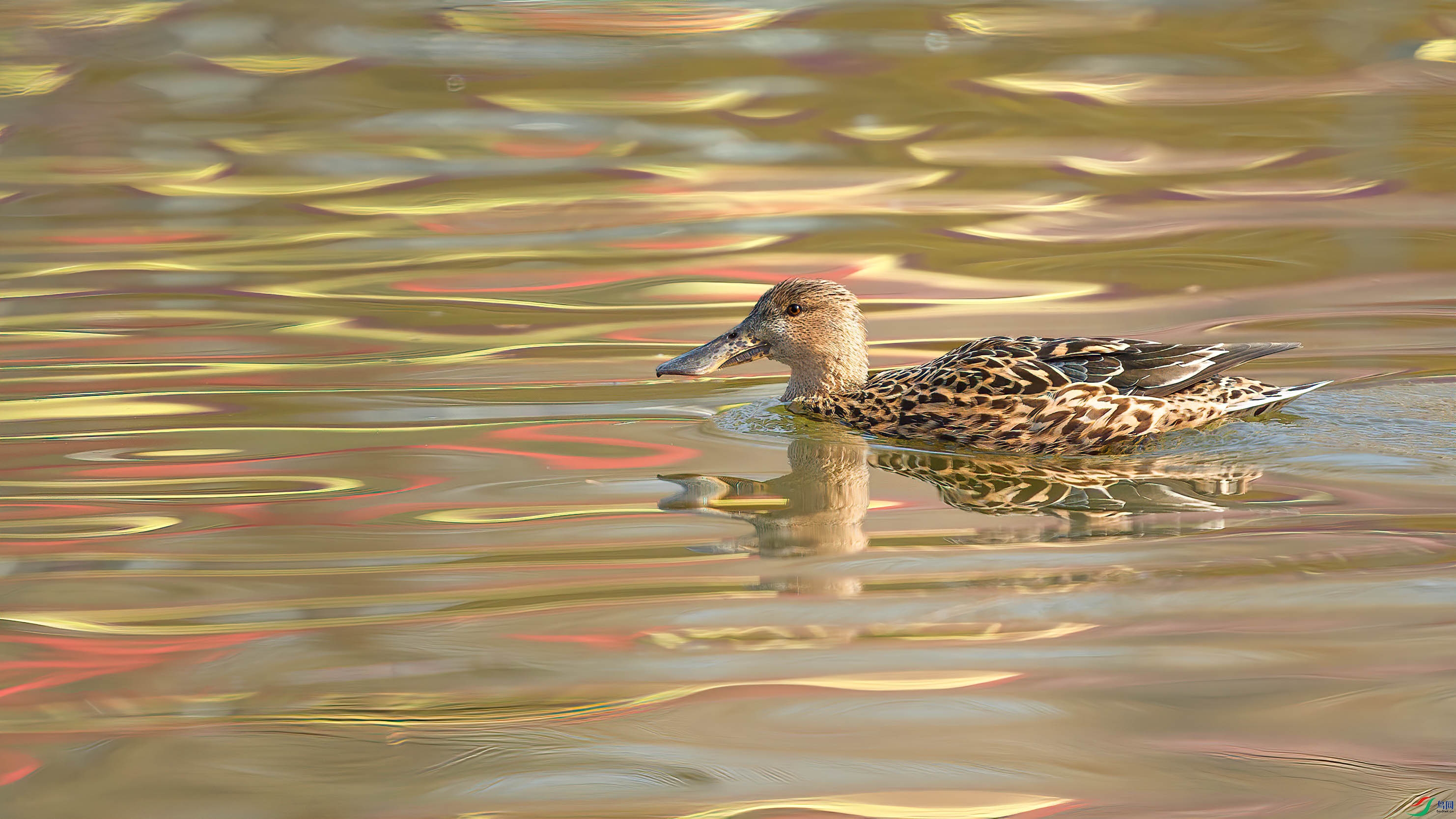 AQ4P8846-1.jpg