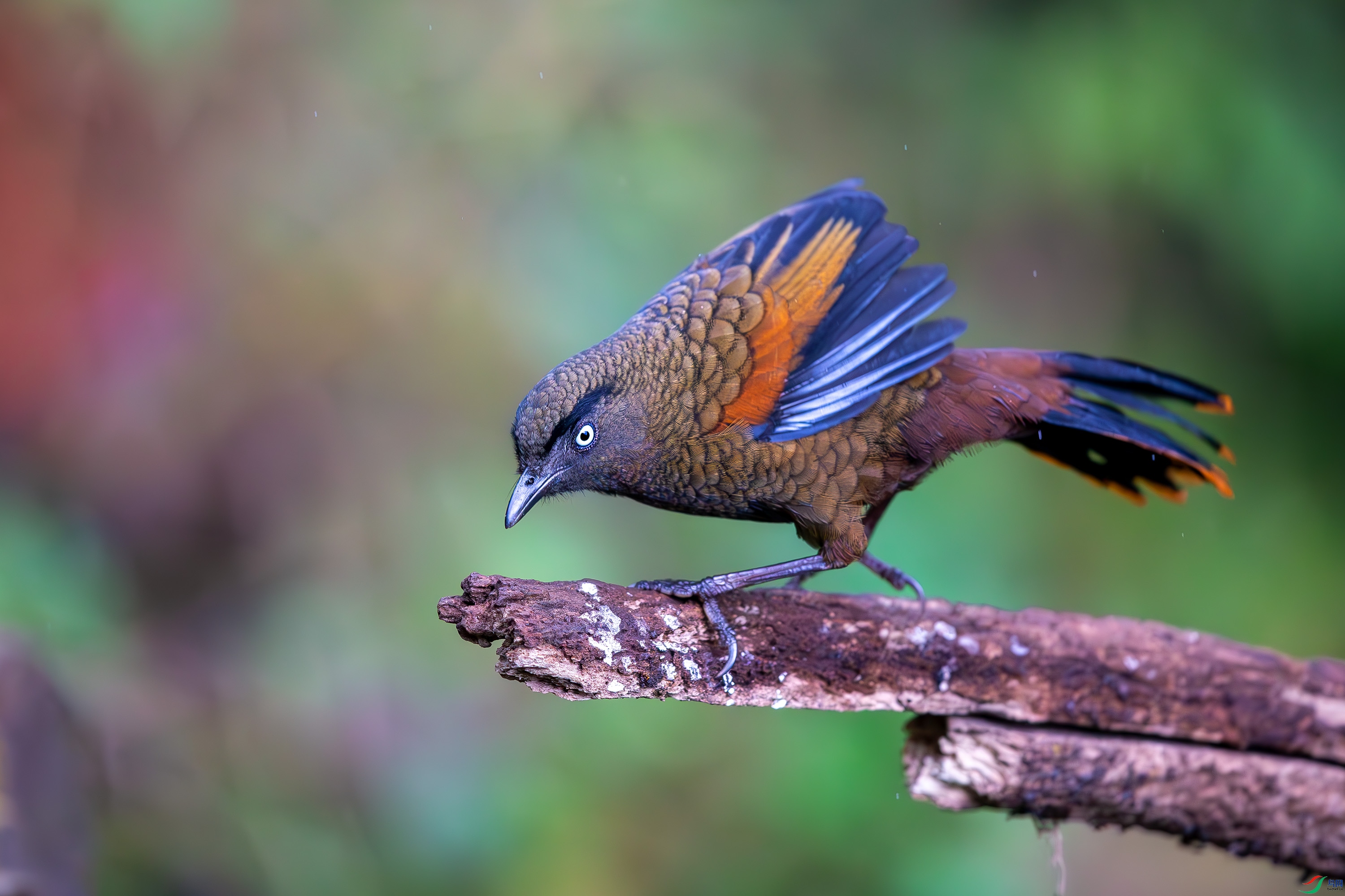 _27Y8280-����ǿ-NR.JPG