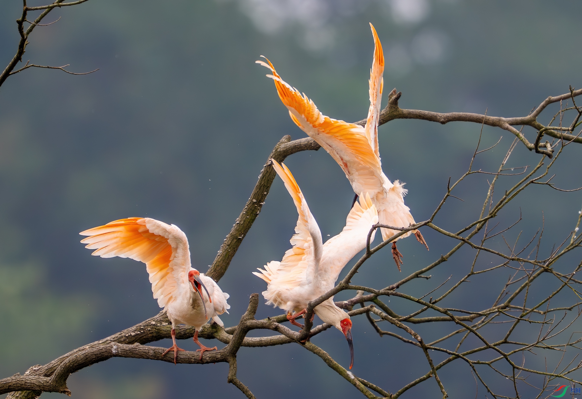 DSC_9131-1.jpg