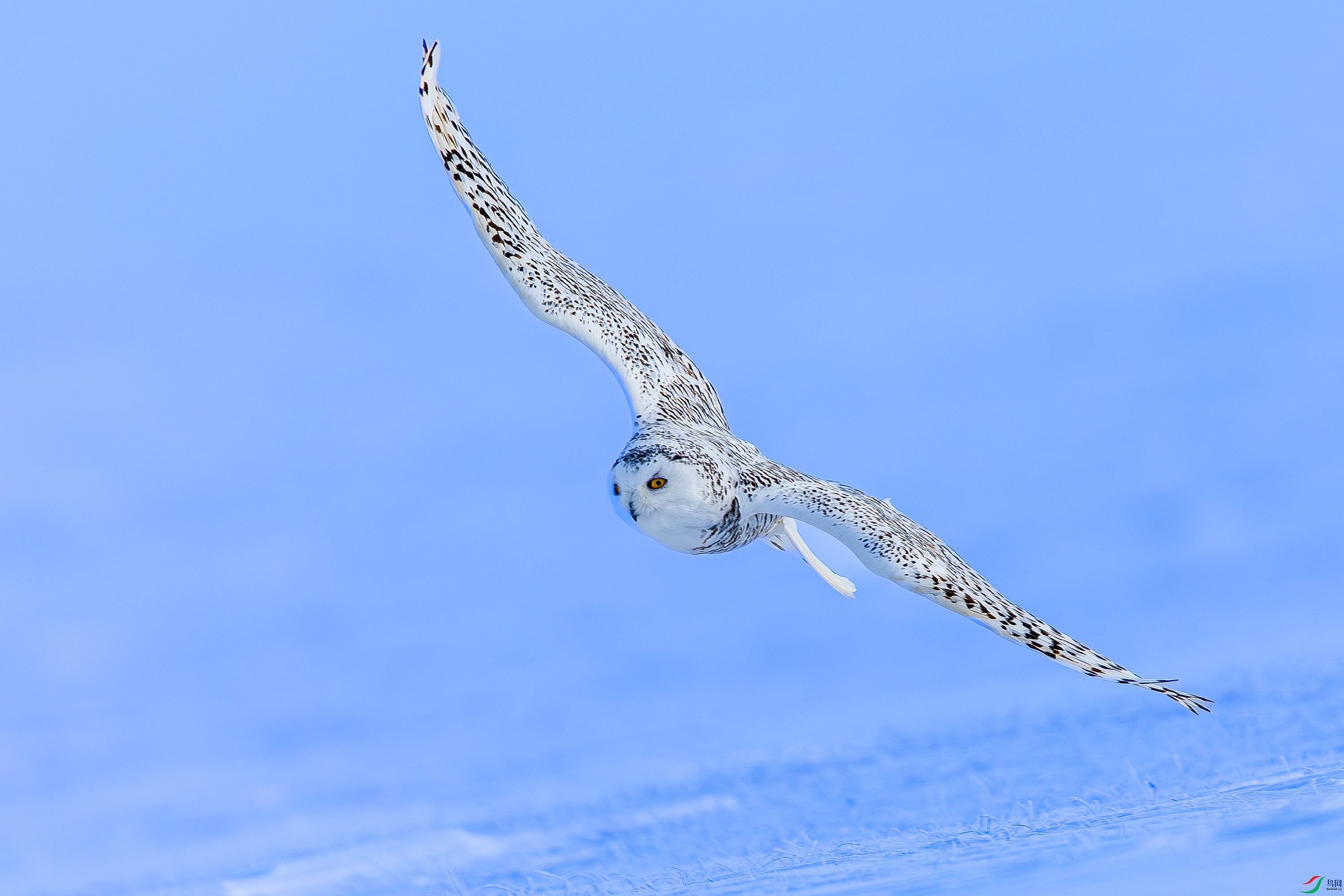 _72A2756-����ǿ-NR.JPG