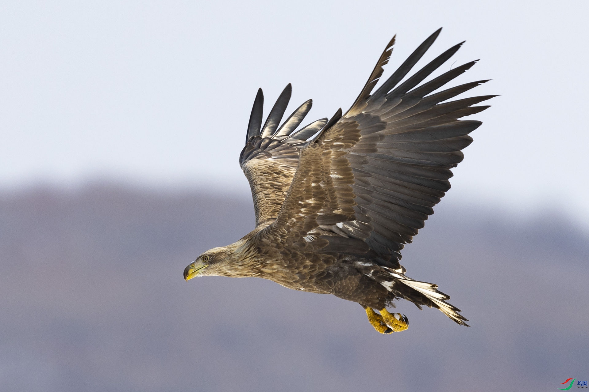 ��β����