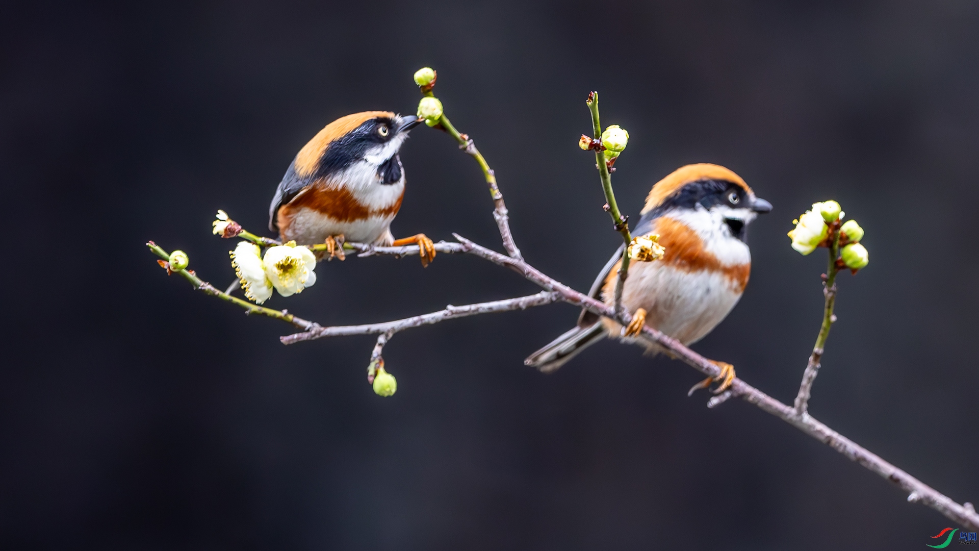 5031-4.jpg