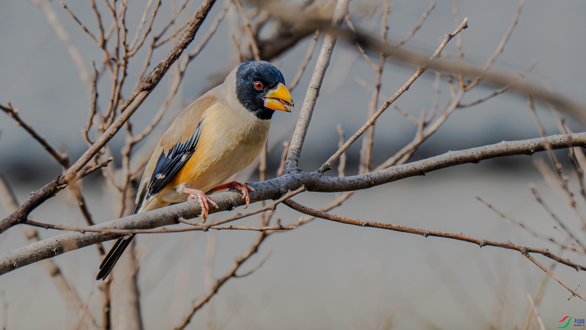 DSC_4448-1_����.jpg