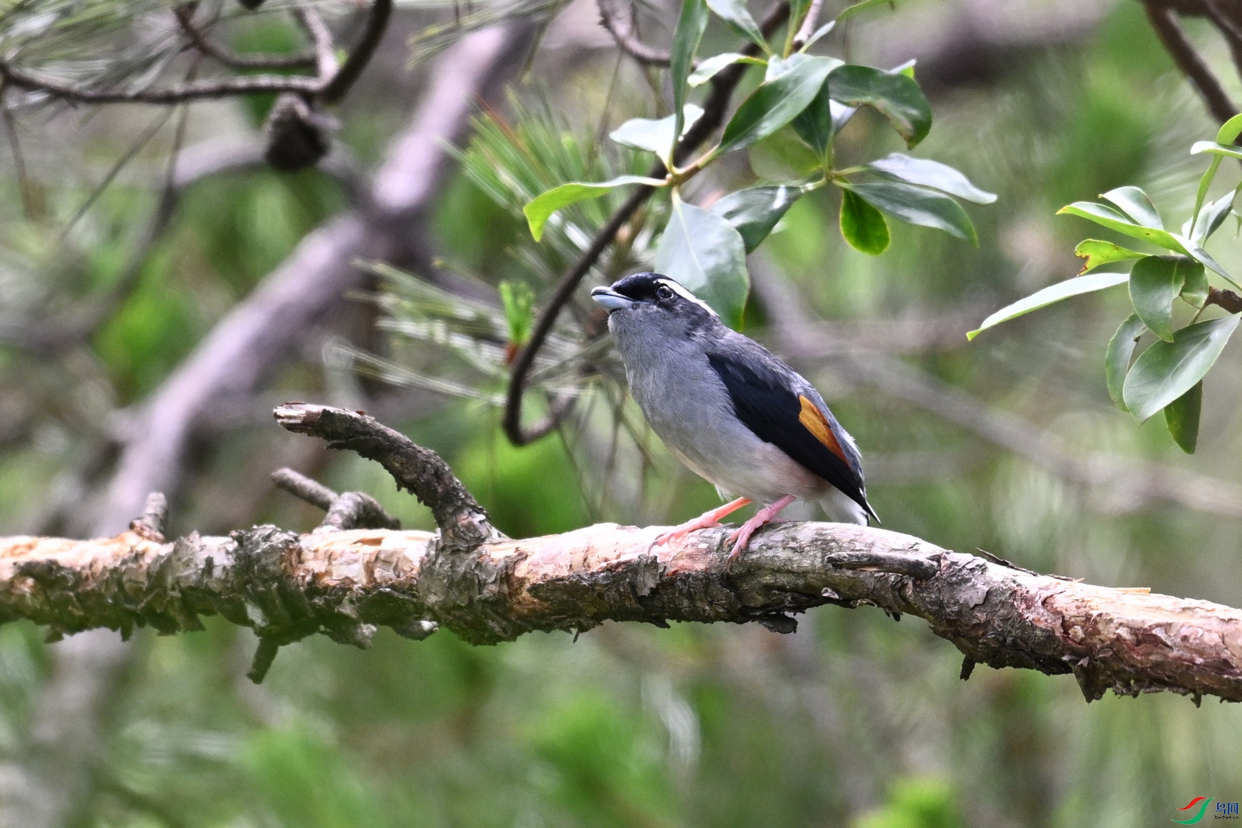 DSC_0977.JPG