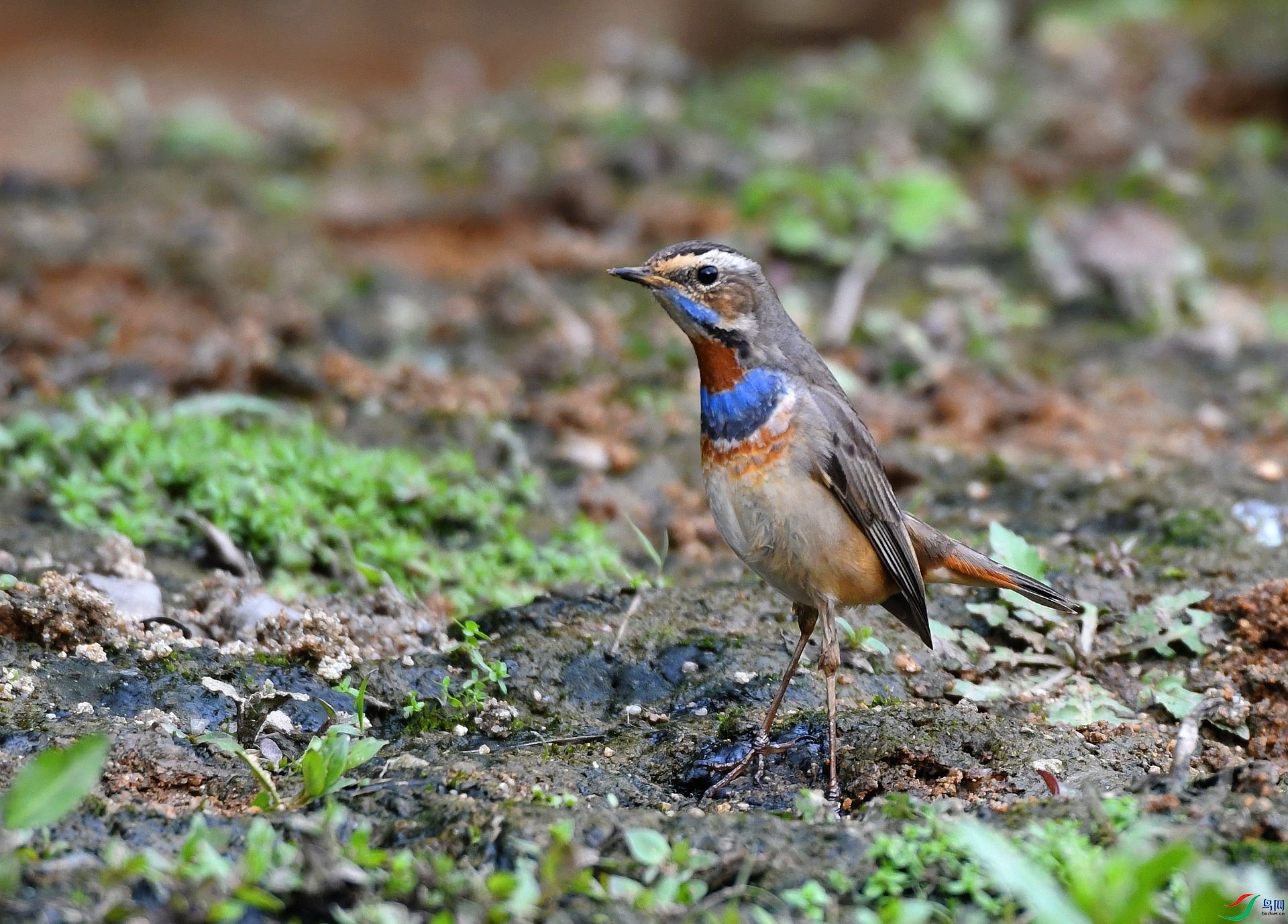 DSC_4061.jpg