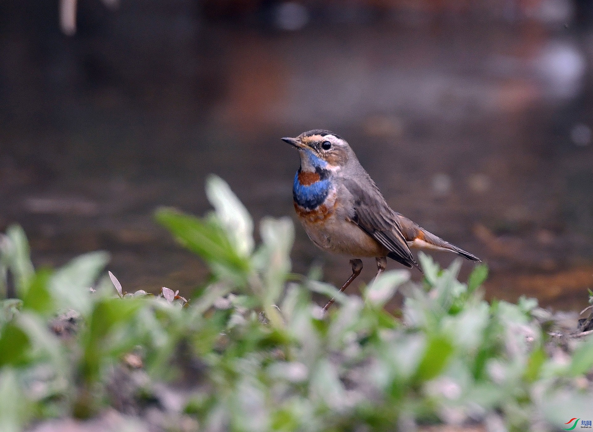 DSC_3315.jpg