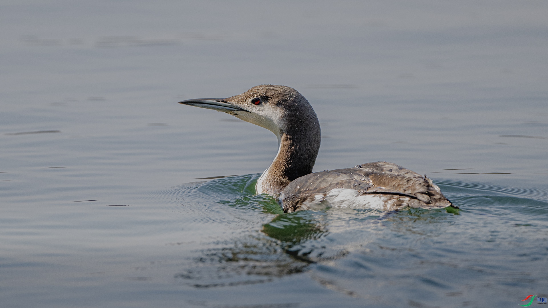 DSC_7472 ����.jpg