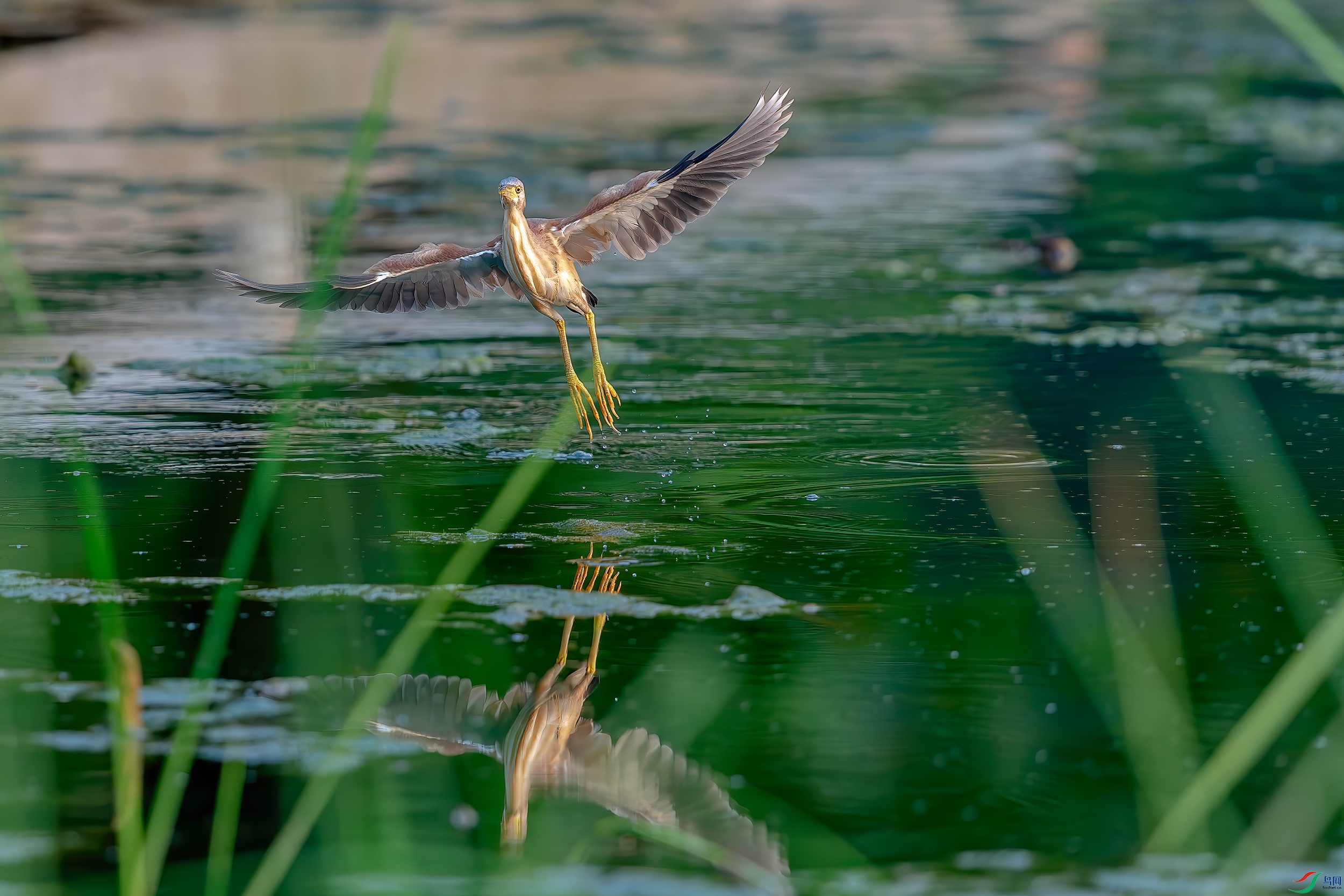 DSC_8890AB.jpg