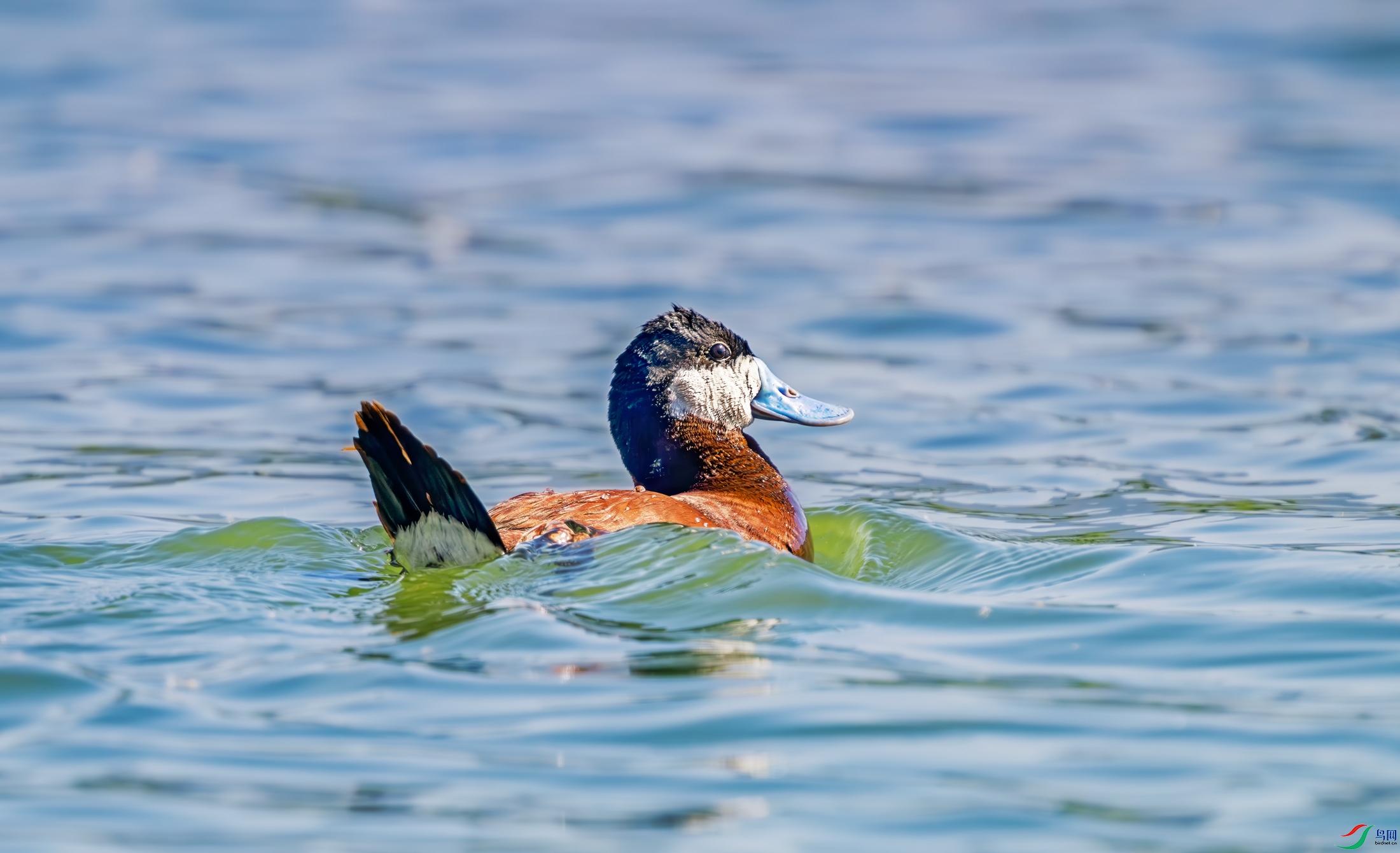 DSC_2541-1.jpg