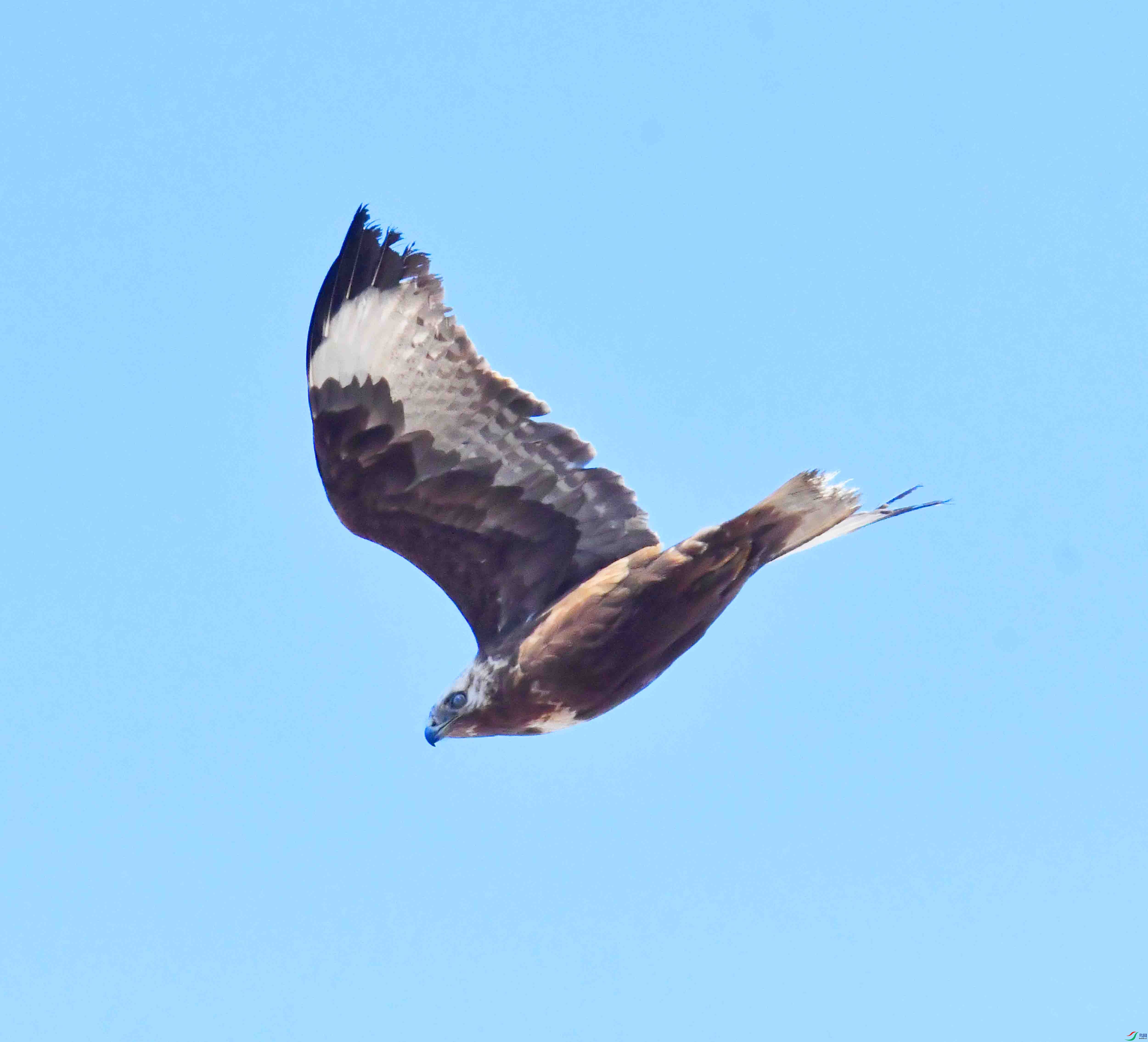 DSC_4517.JPG