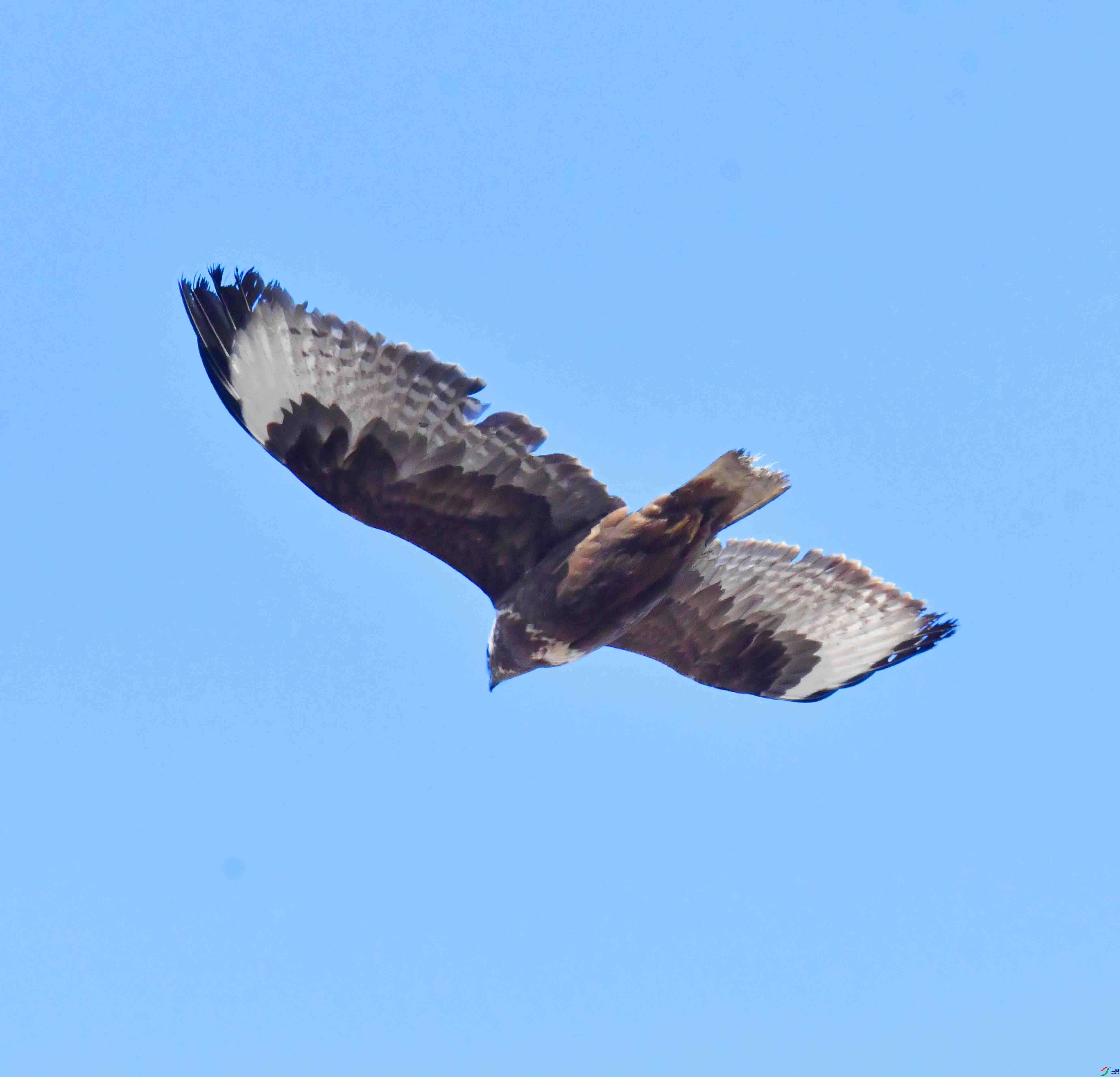 DSC_4518.JPG
