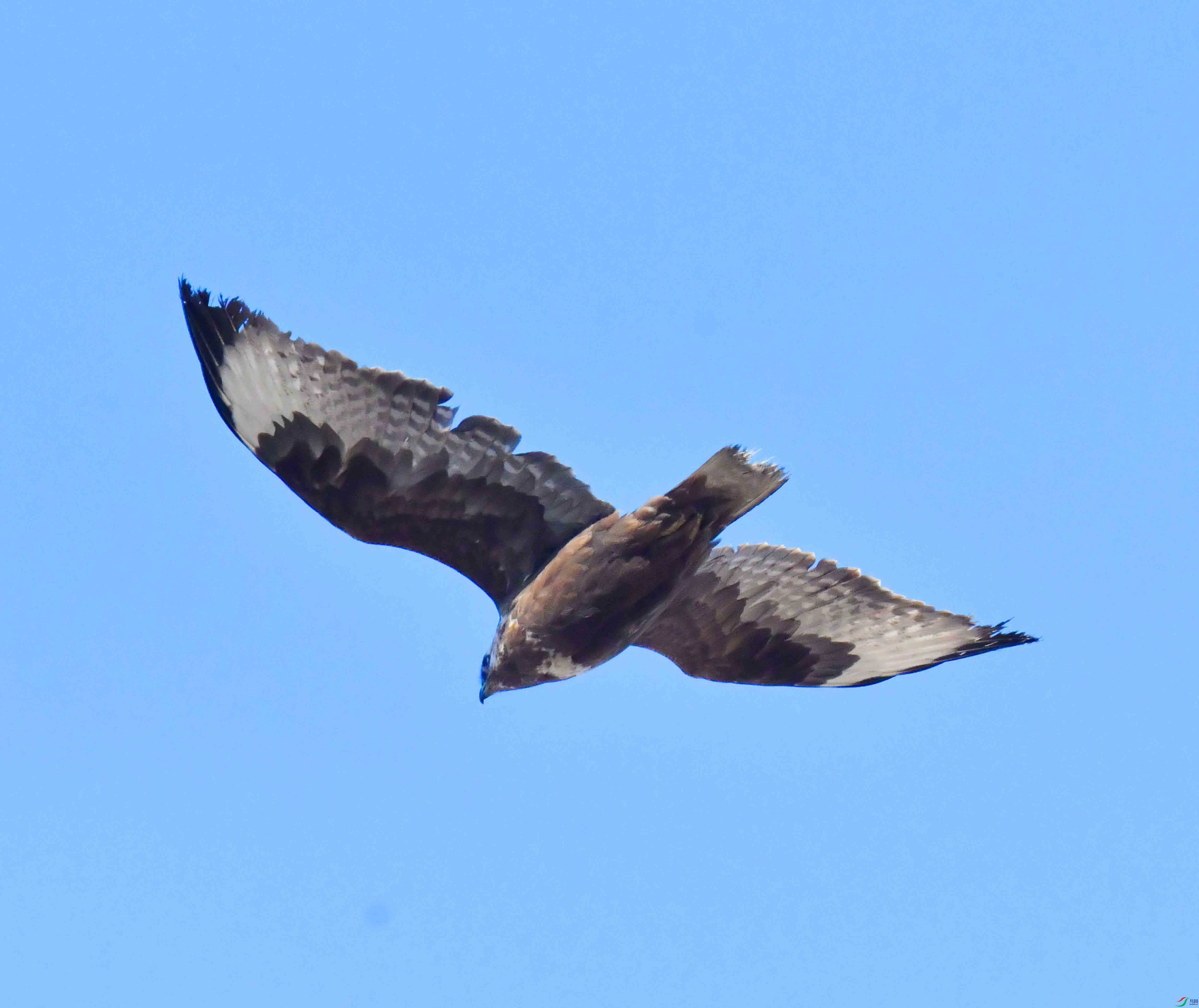DSC_4521.JPG