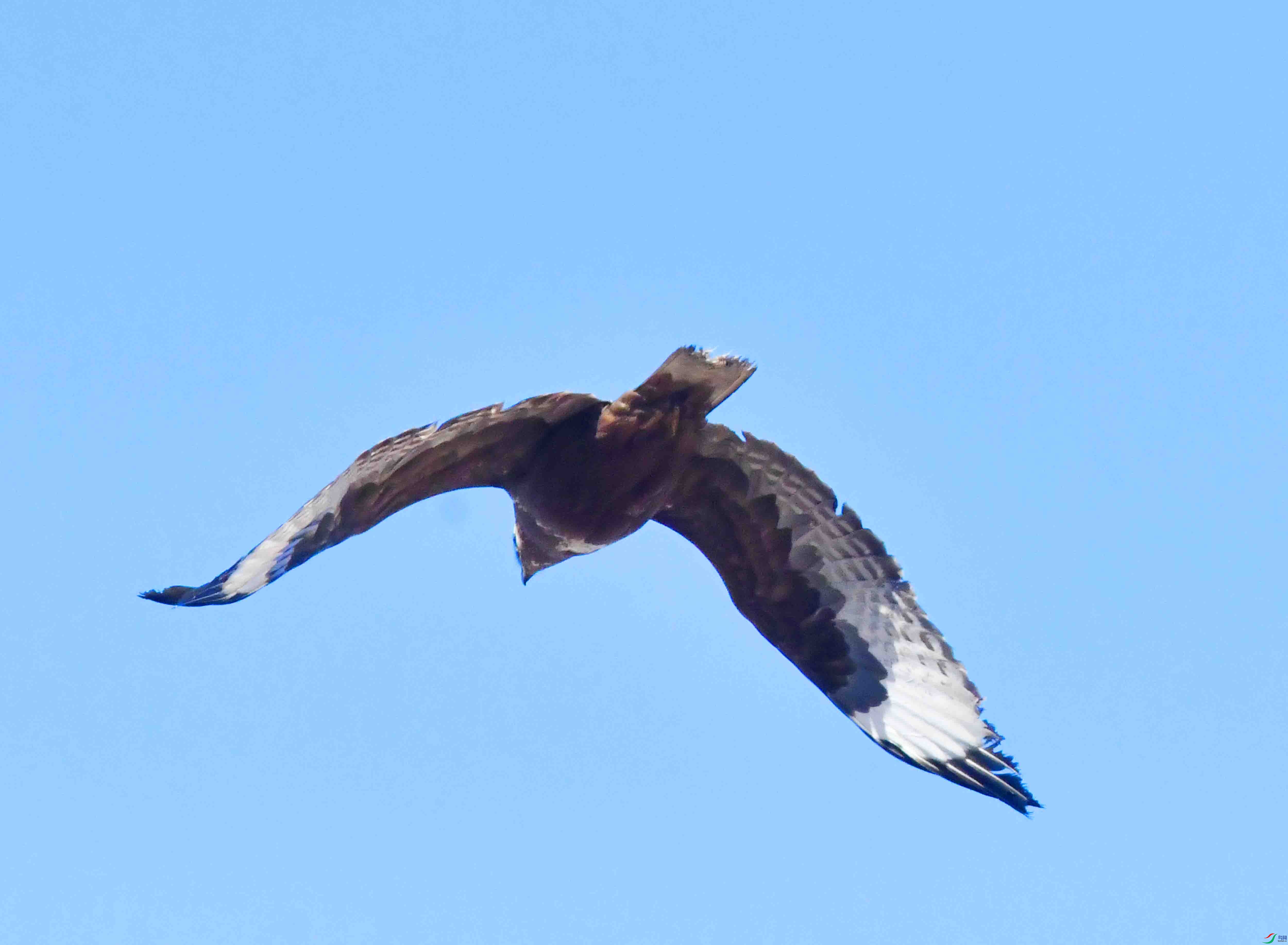 DSC_4524.JPG