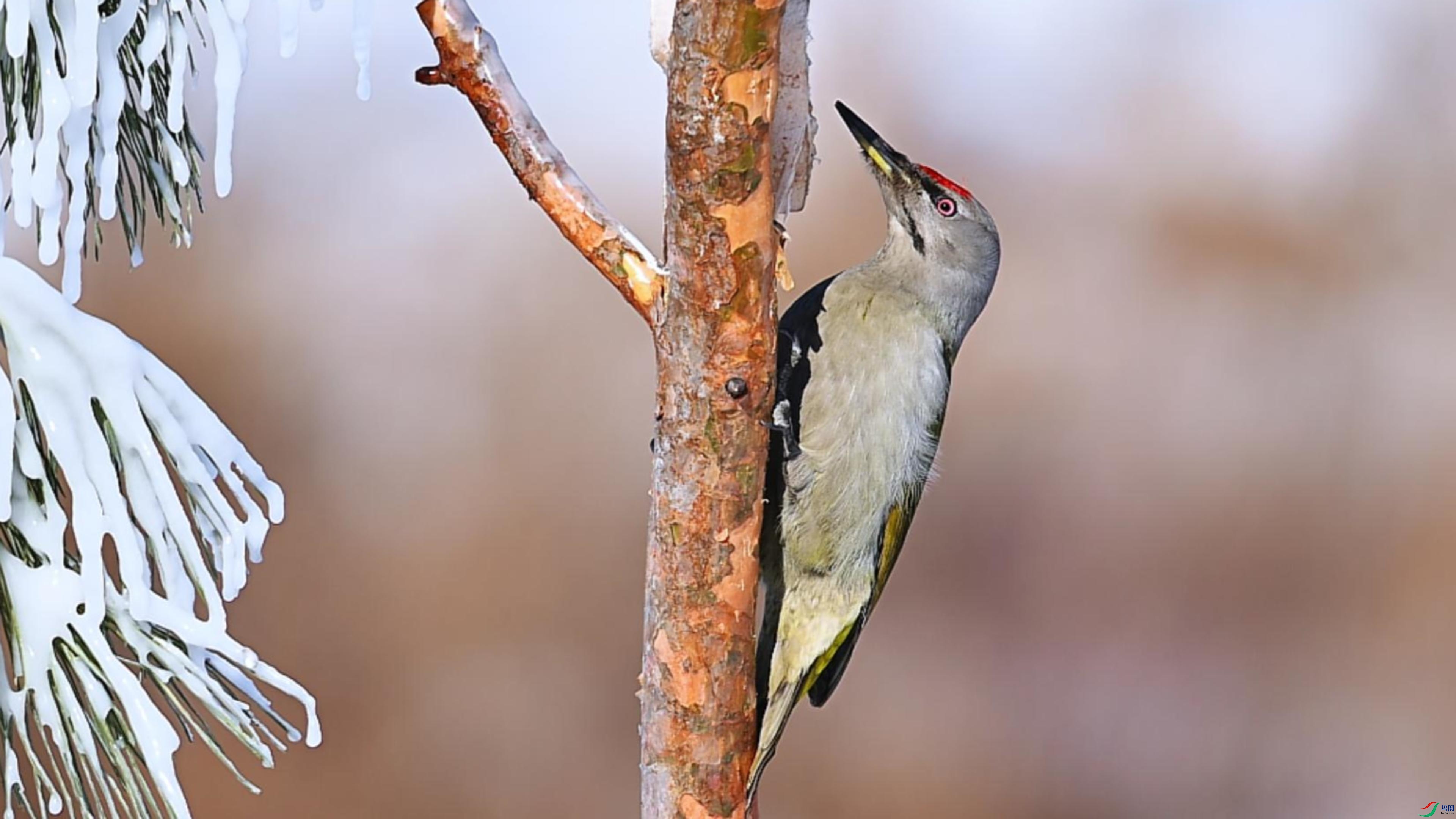 ��ͷ����ľ��