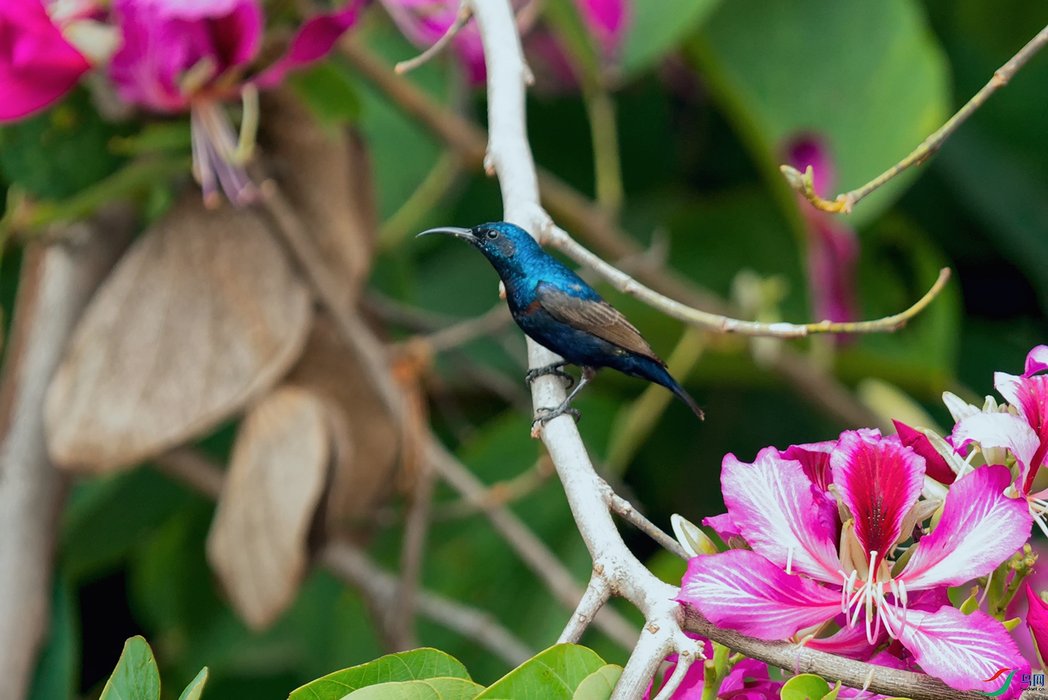 DSC_5795_DxOa.jpg