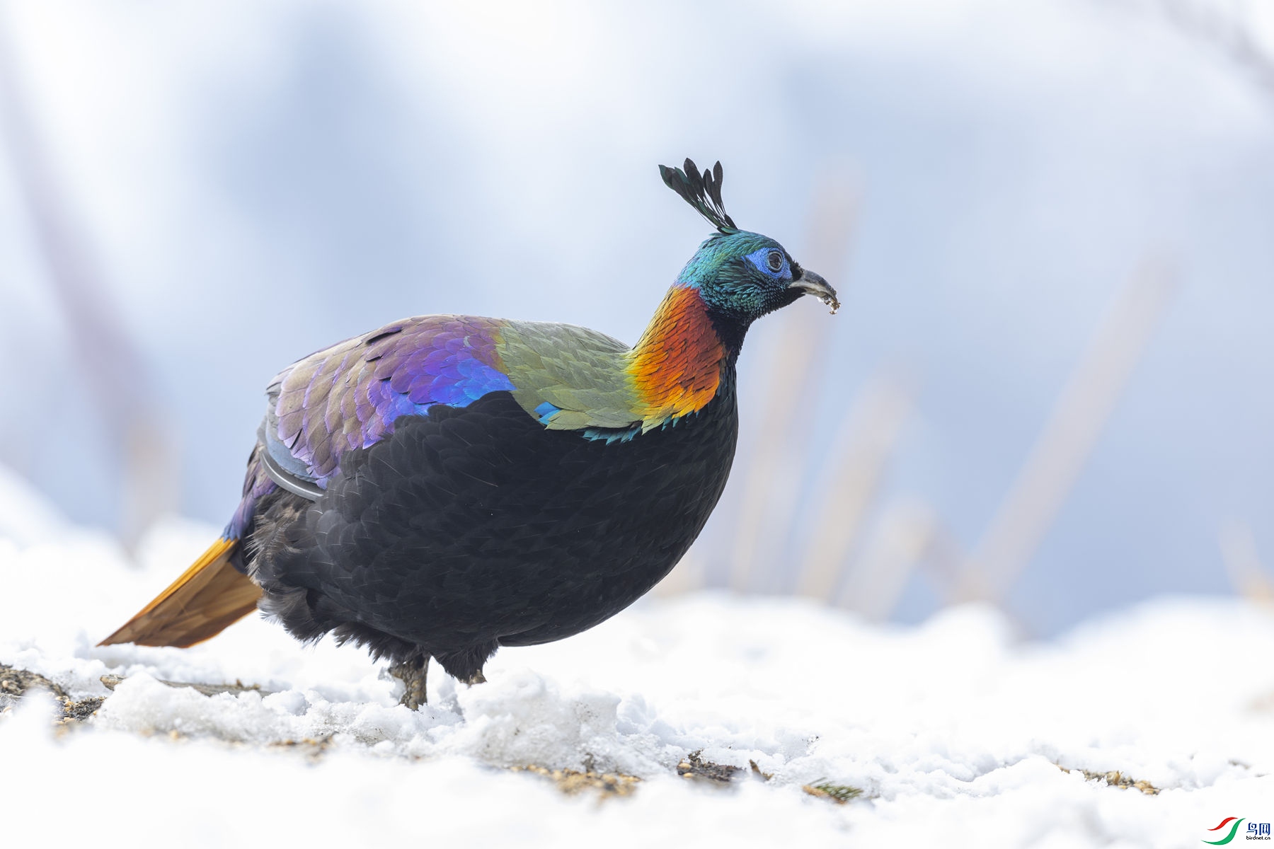 ��β����