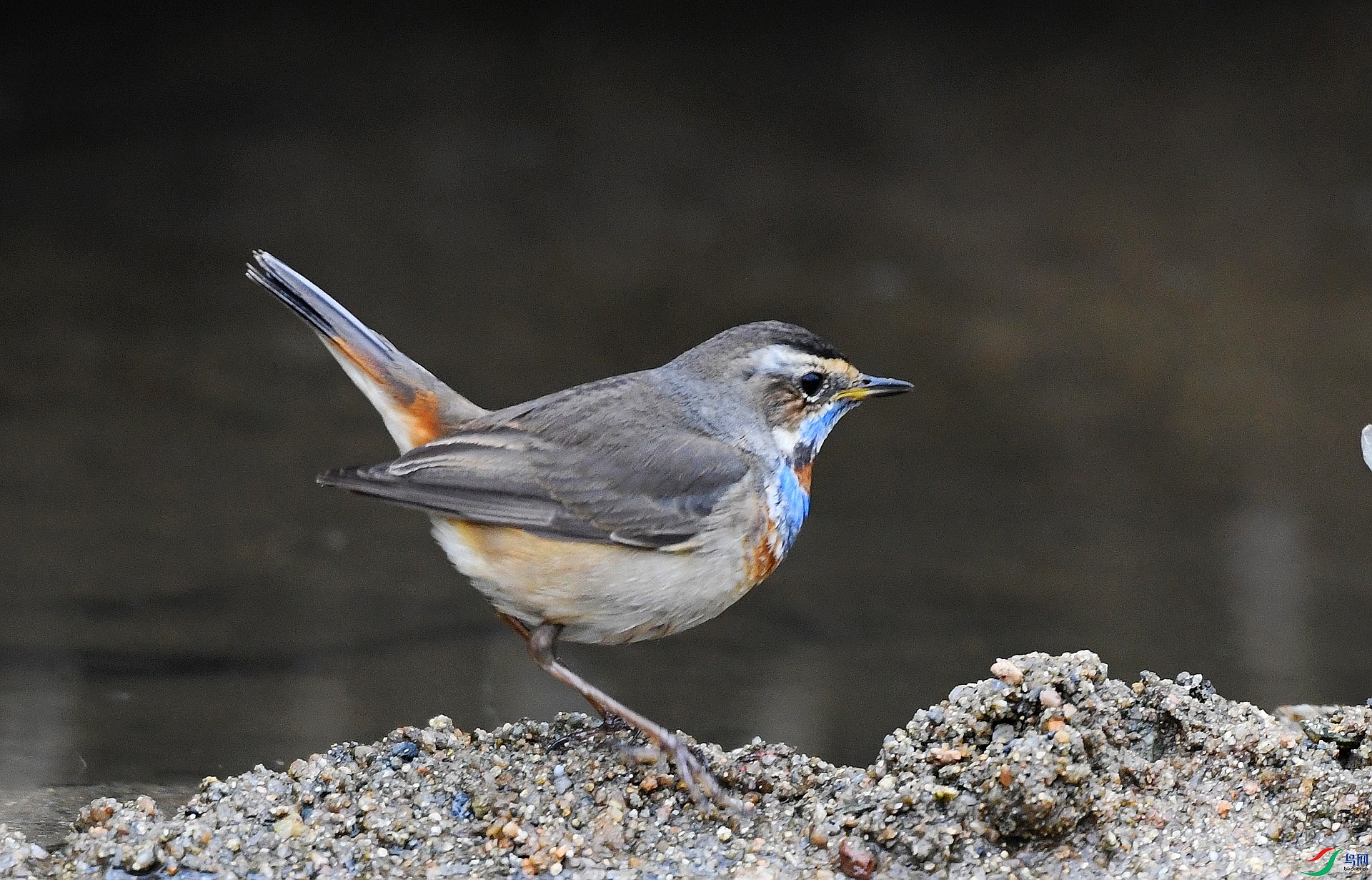 DSC_2010.jpg
