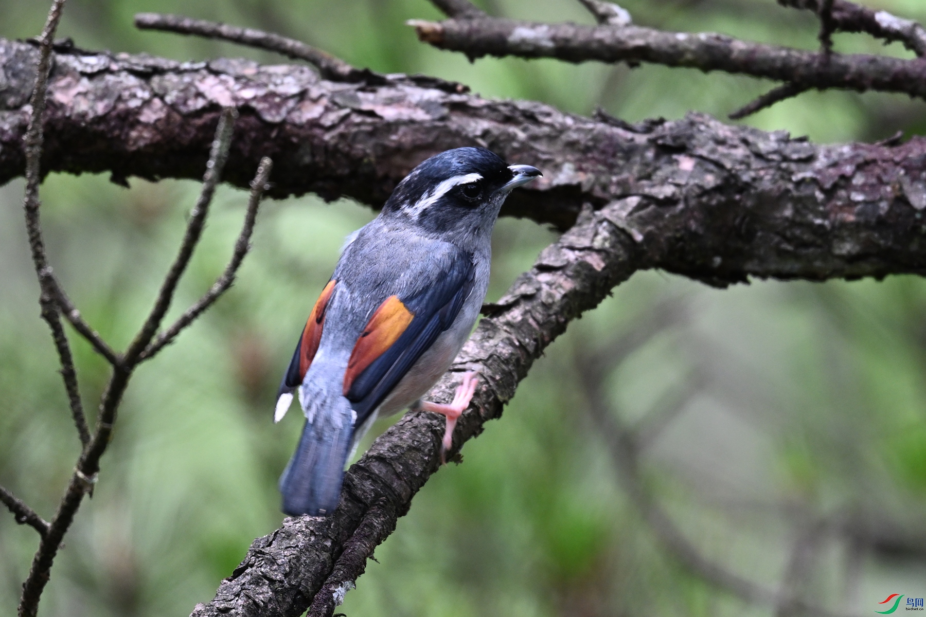 DSC_1017.JPG