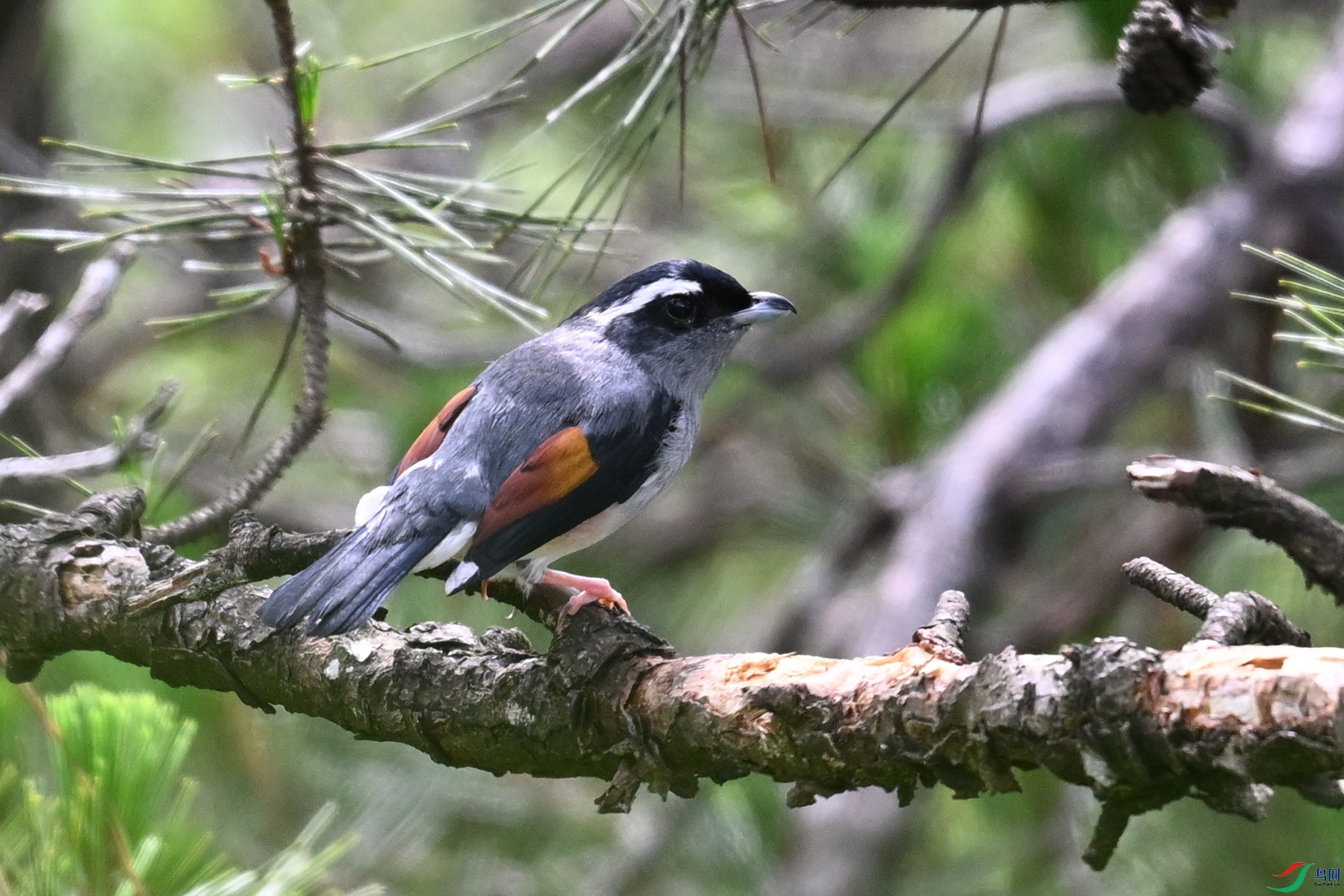 DSC_1001.JPG