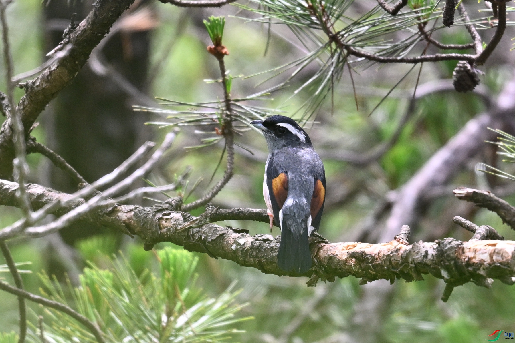 DSC_0991.JPG