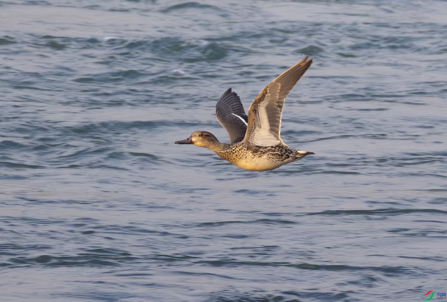 G47A7033-����ǿ-NR ����.jpg