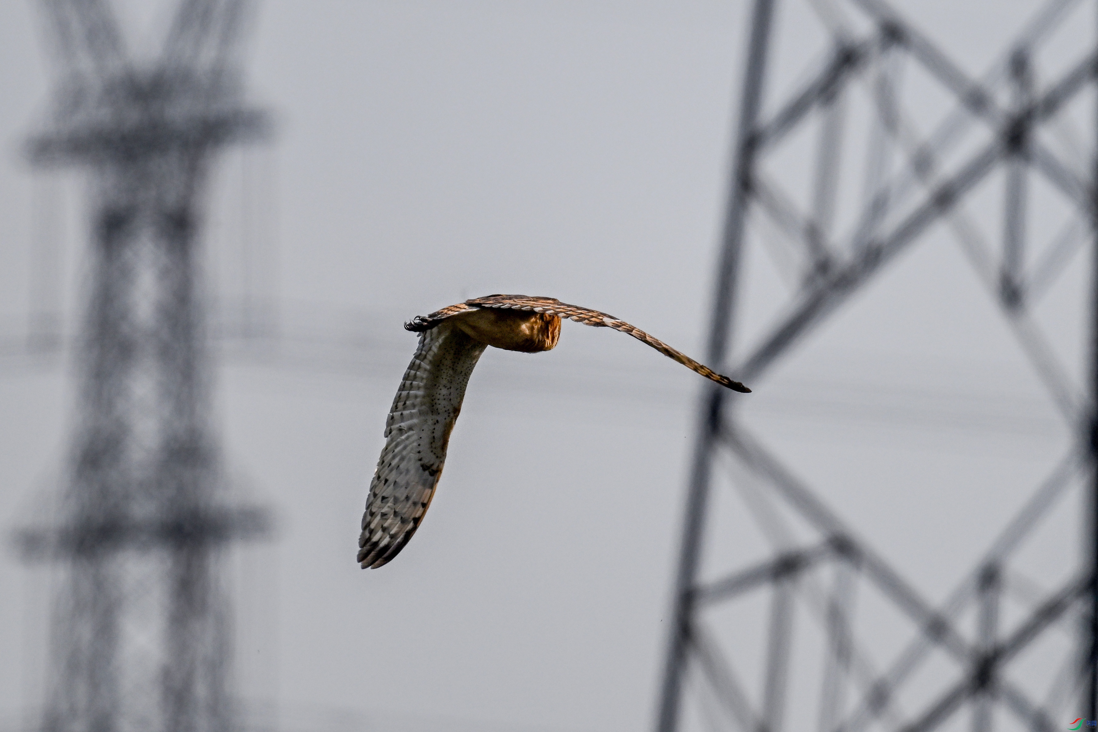 DSC_6642.JPG