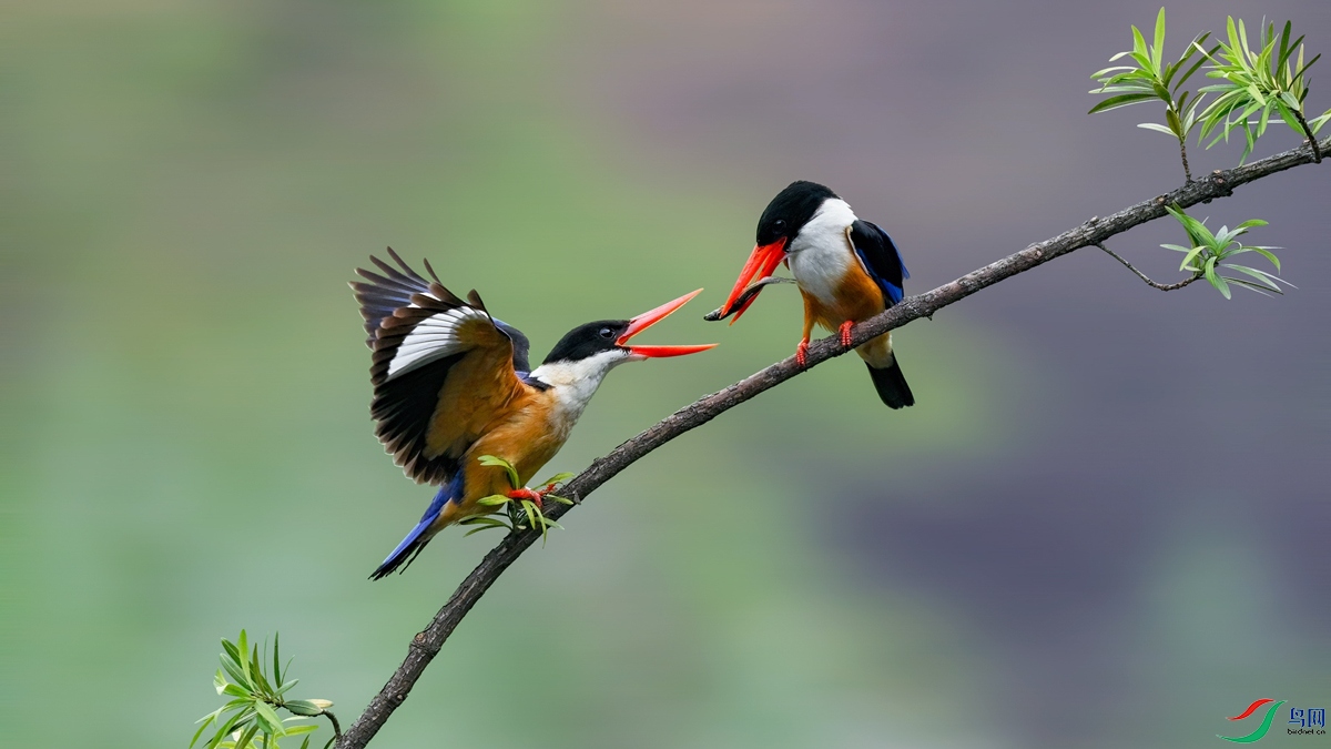 140150ns17vtfziwtatqt0-1.jpg