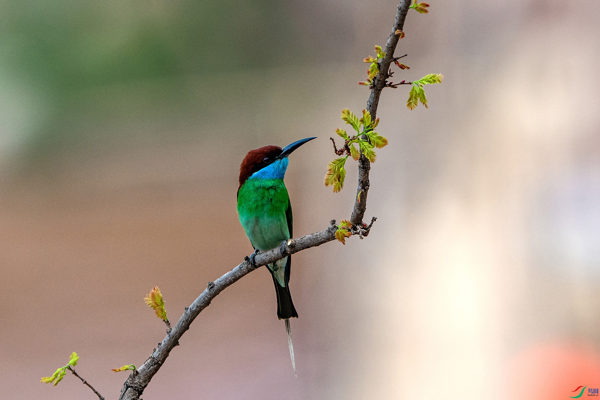 _AUU4902�����仢(24.5.14).jpg