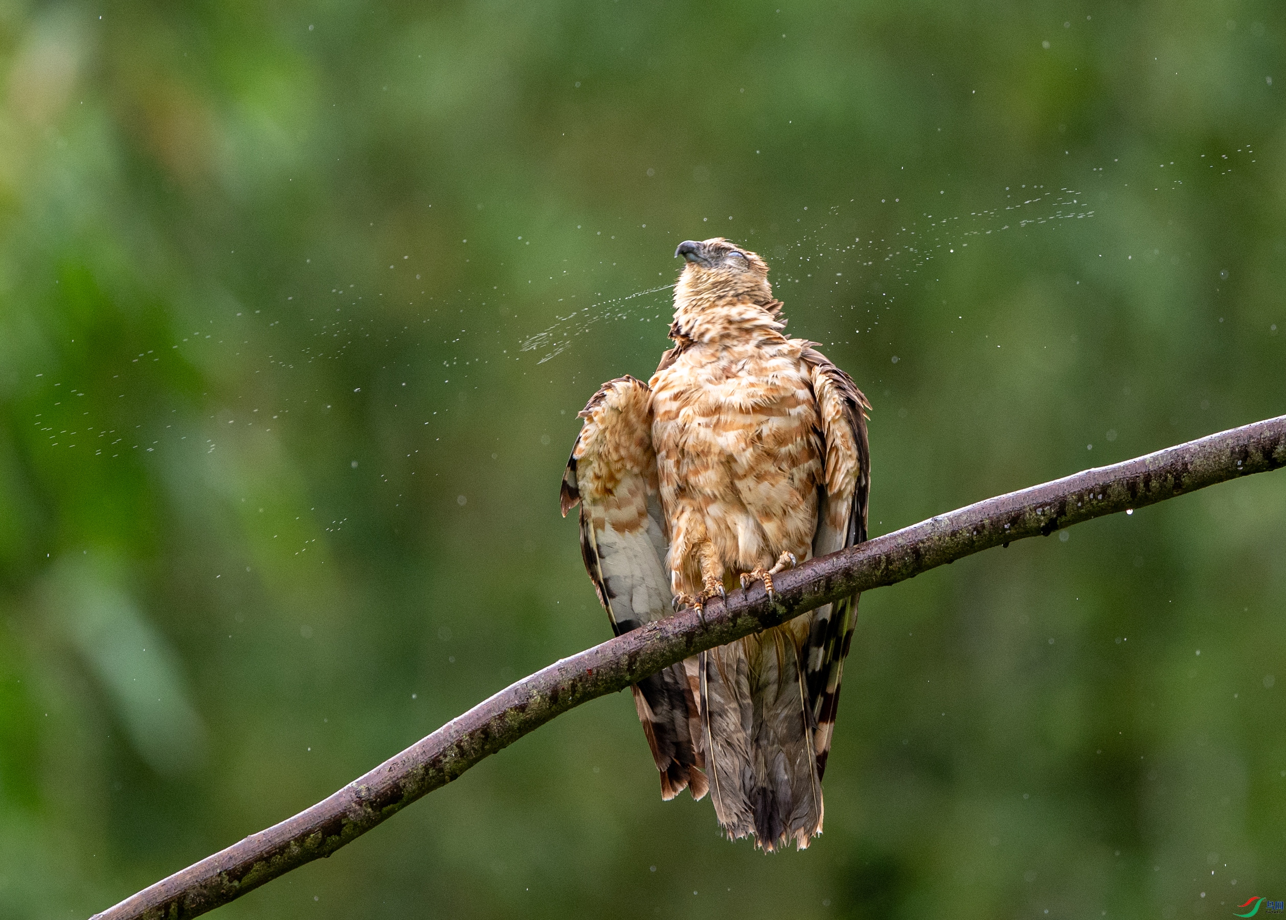 DSC_1298�ֹھ���.JPG