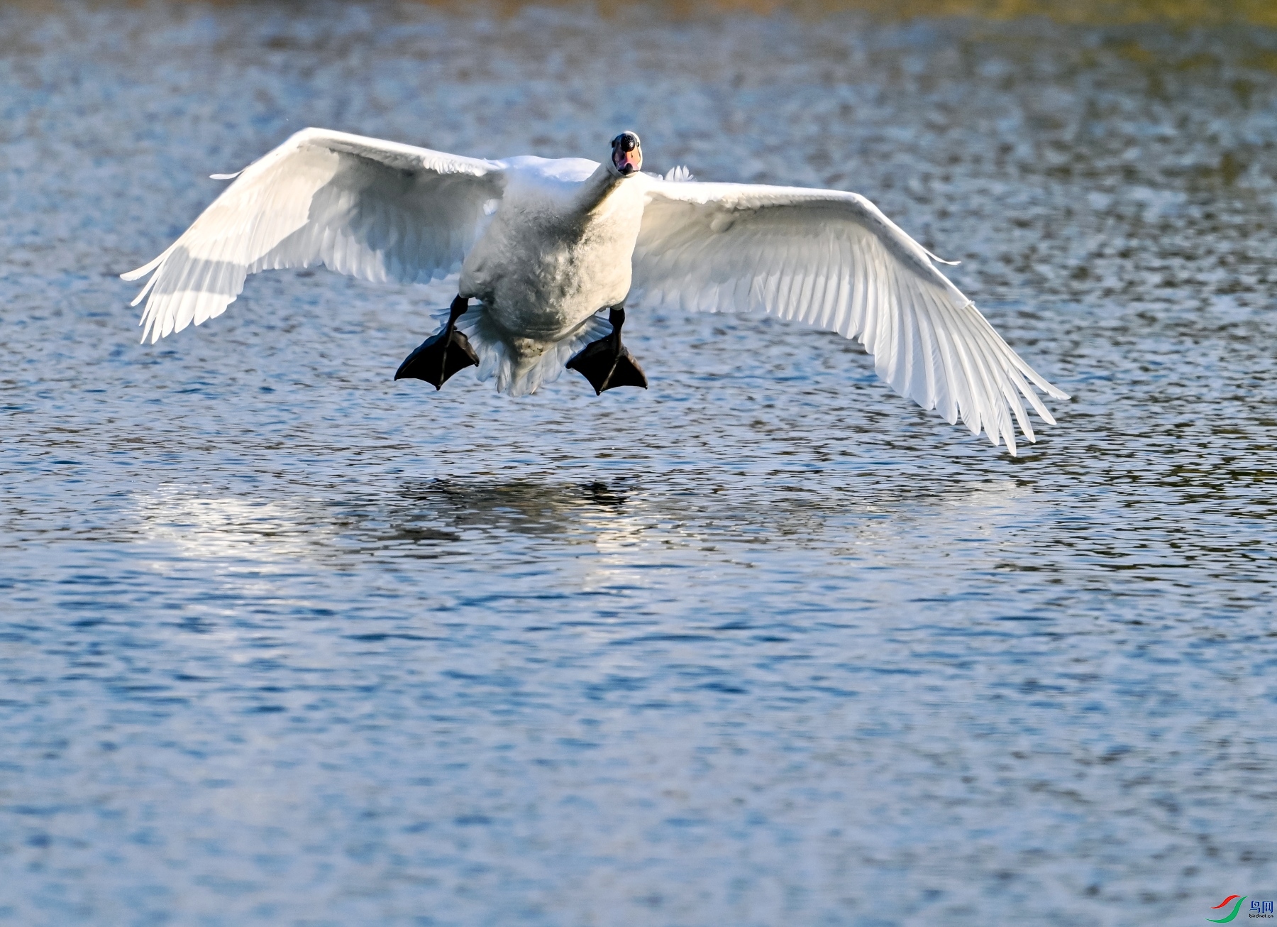 DSC_0989ƮƮ����.jpg
