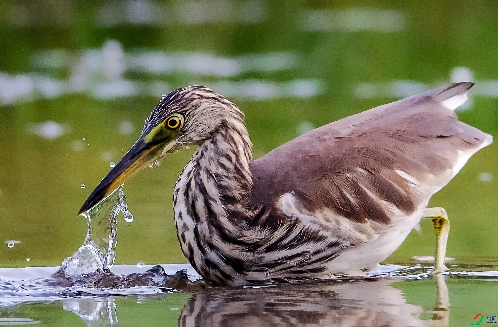 DSC_4481---_conew1.jpg