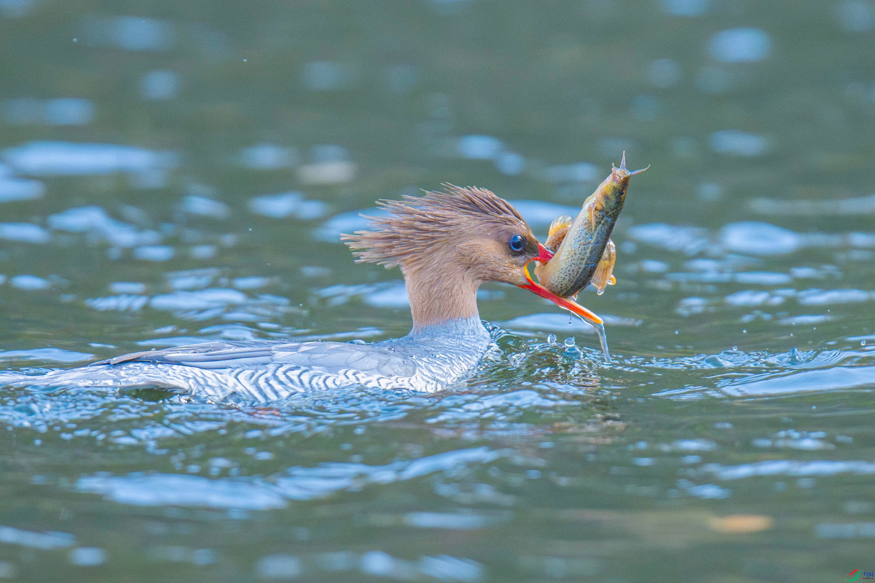 �л���ɳѼ (12).jpg